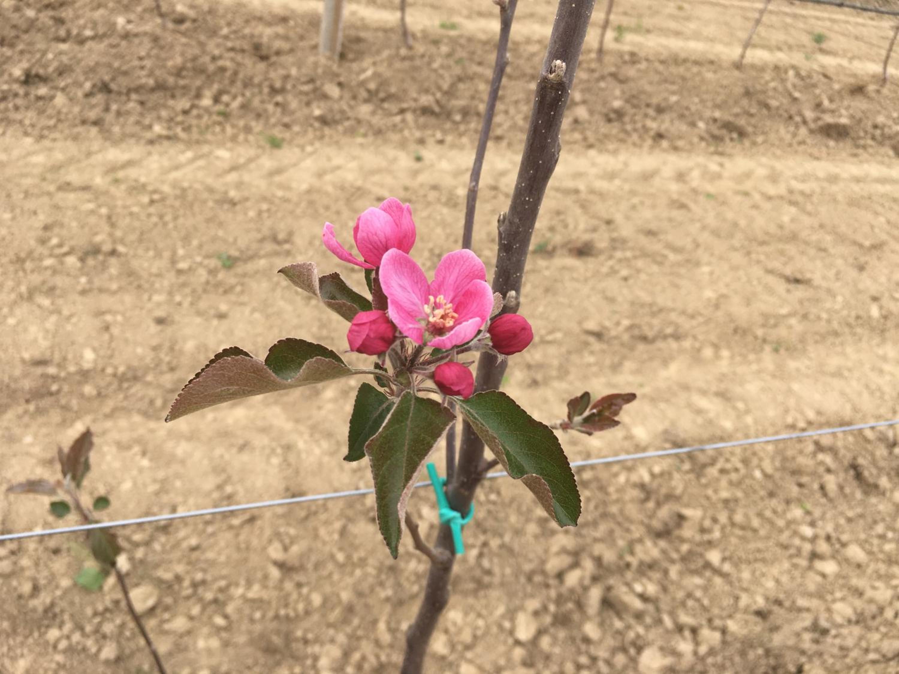 Agrialpi by Salfrutta photo 5