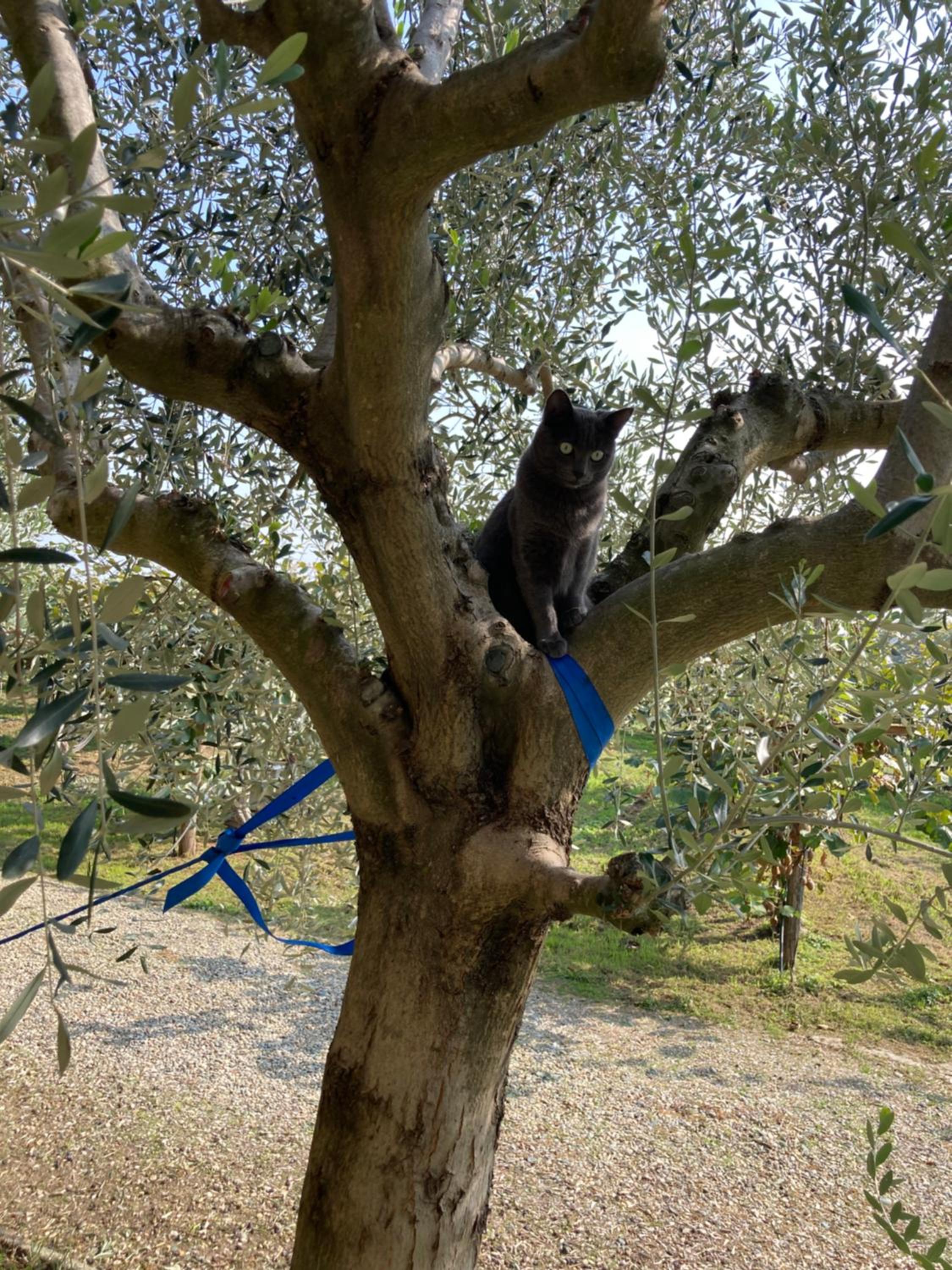 Agrialpi by Salfrutta photo 4