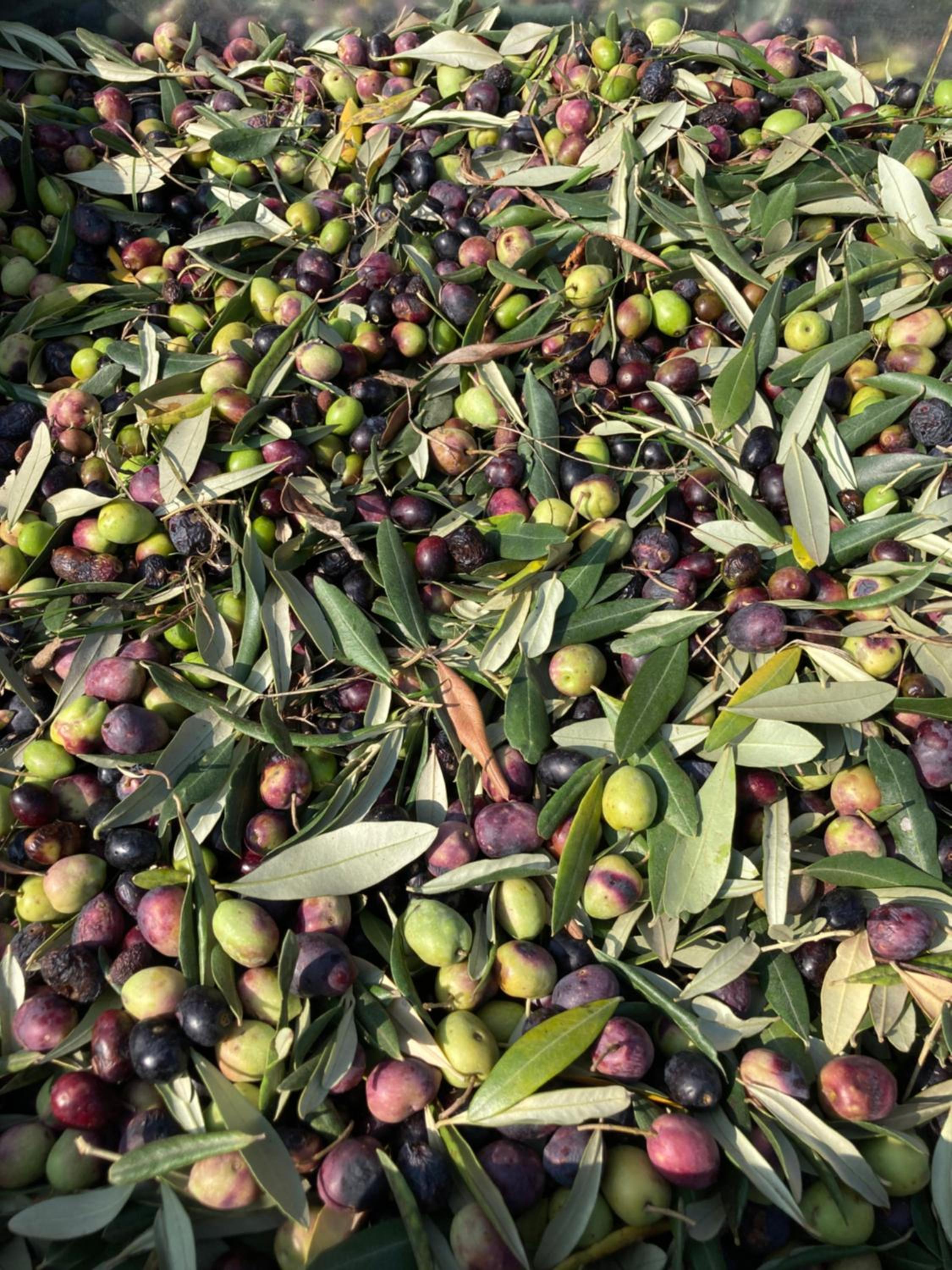 Agrialpi by Salfrutta photo 2