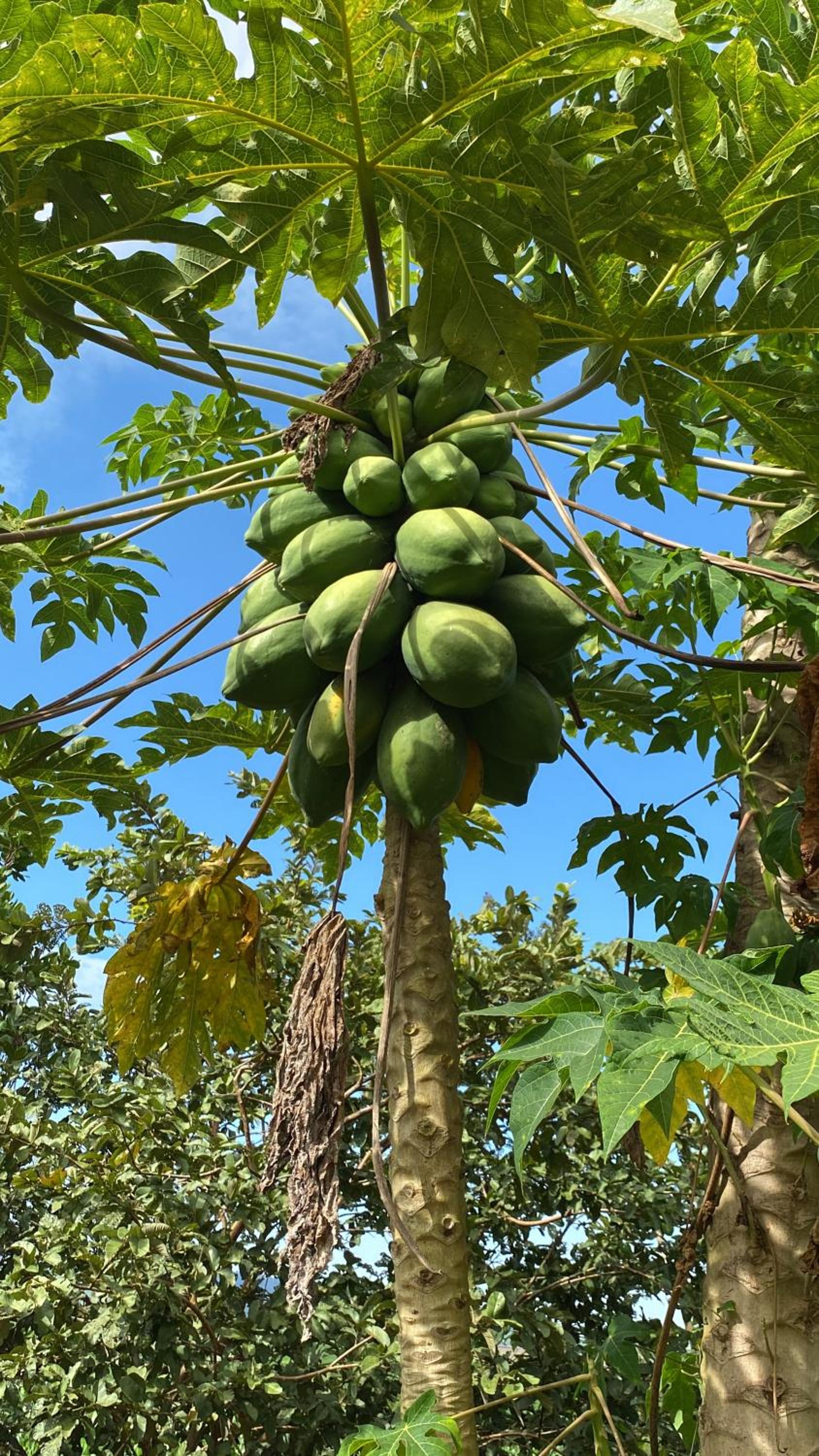 Pousada Chalés Praia Vermelha