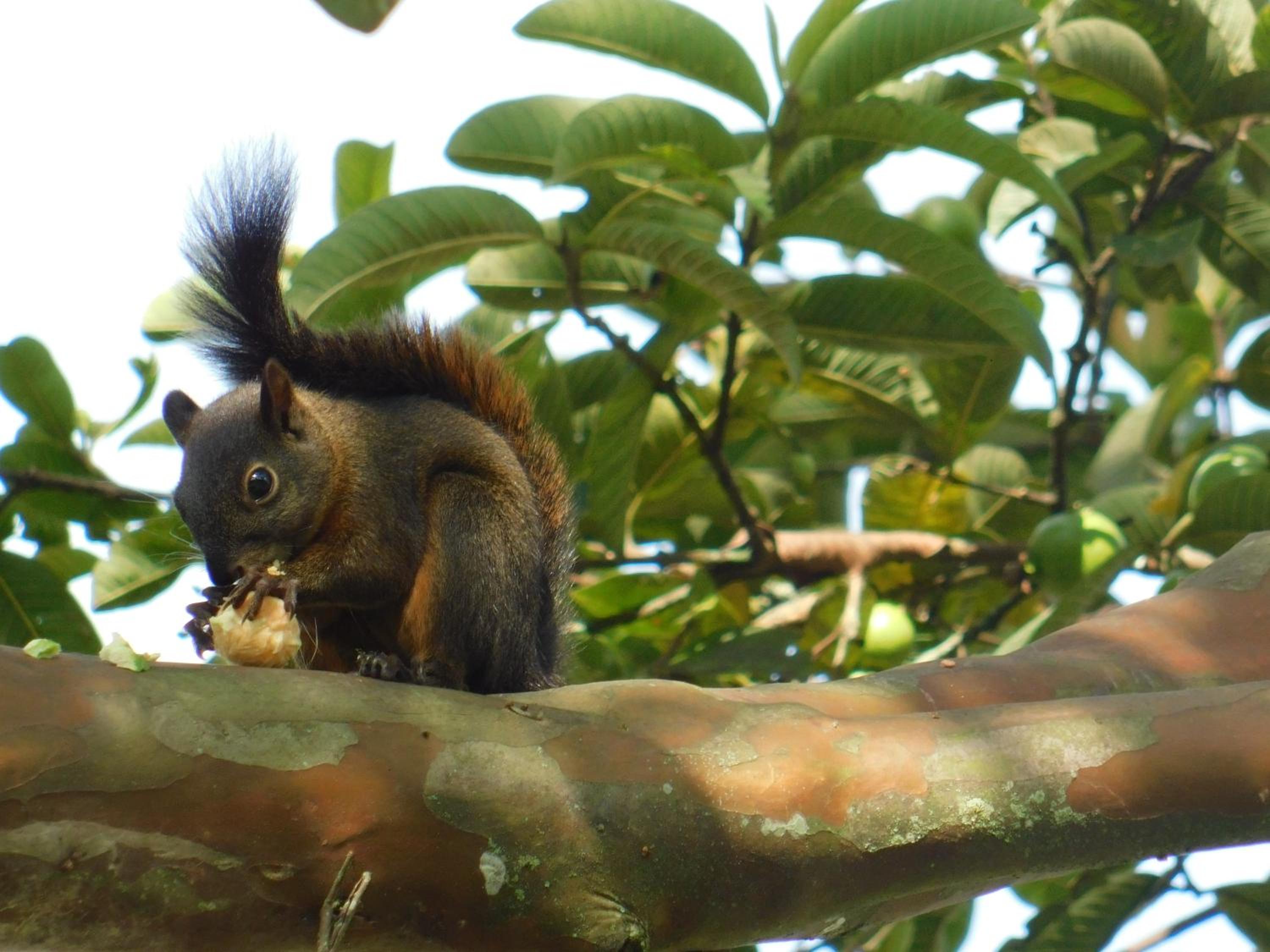 Casa Campo alojamiento campestre para descanso en Calarcá Quindío