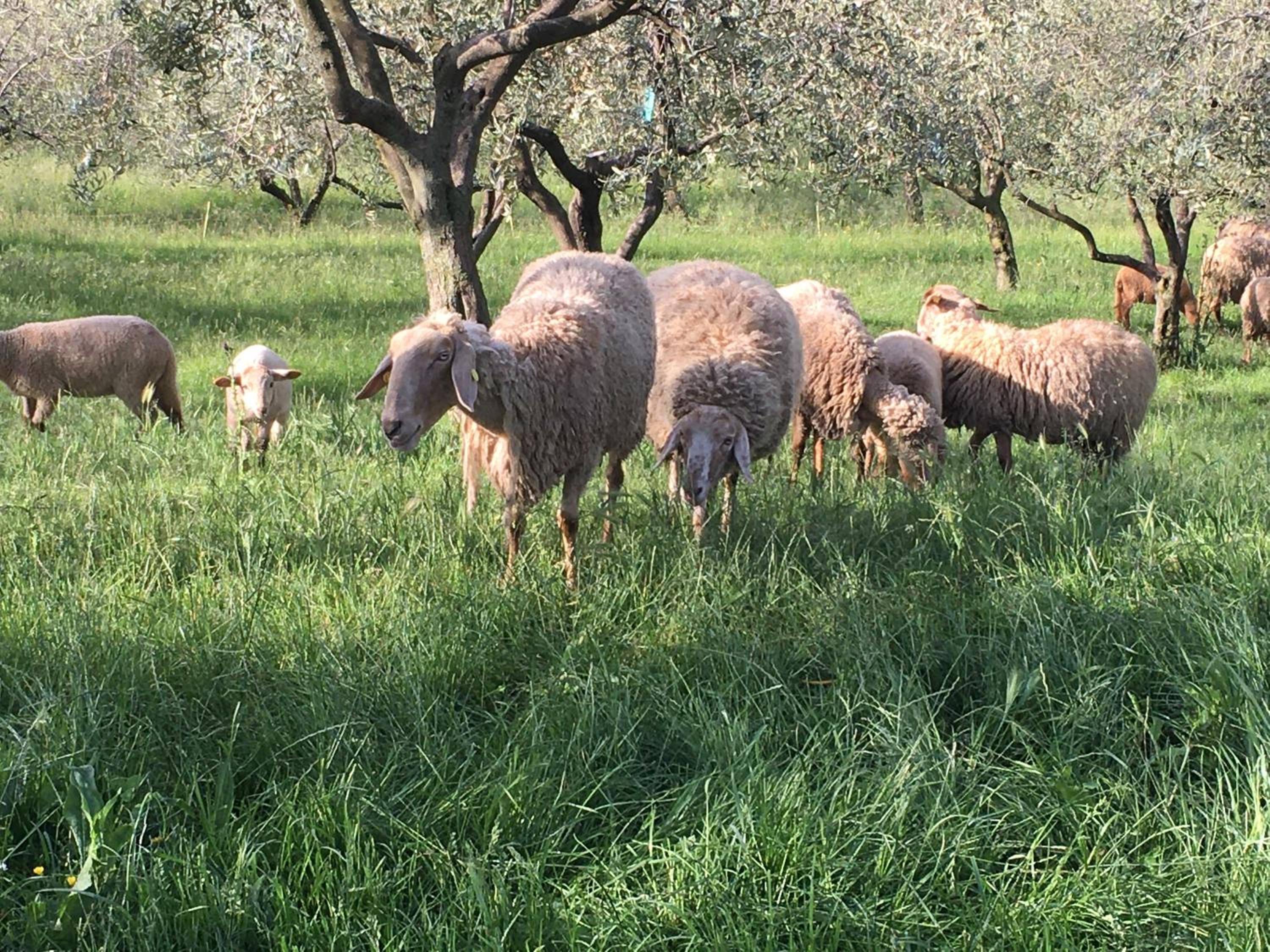 Agriturismo Casa Rosa