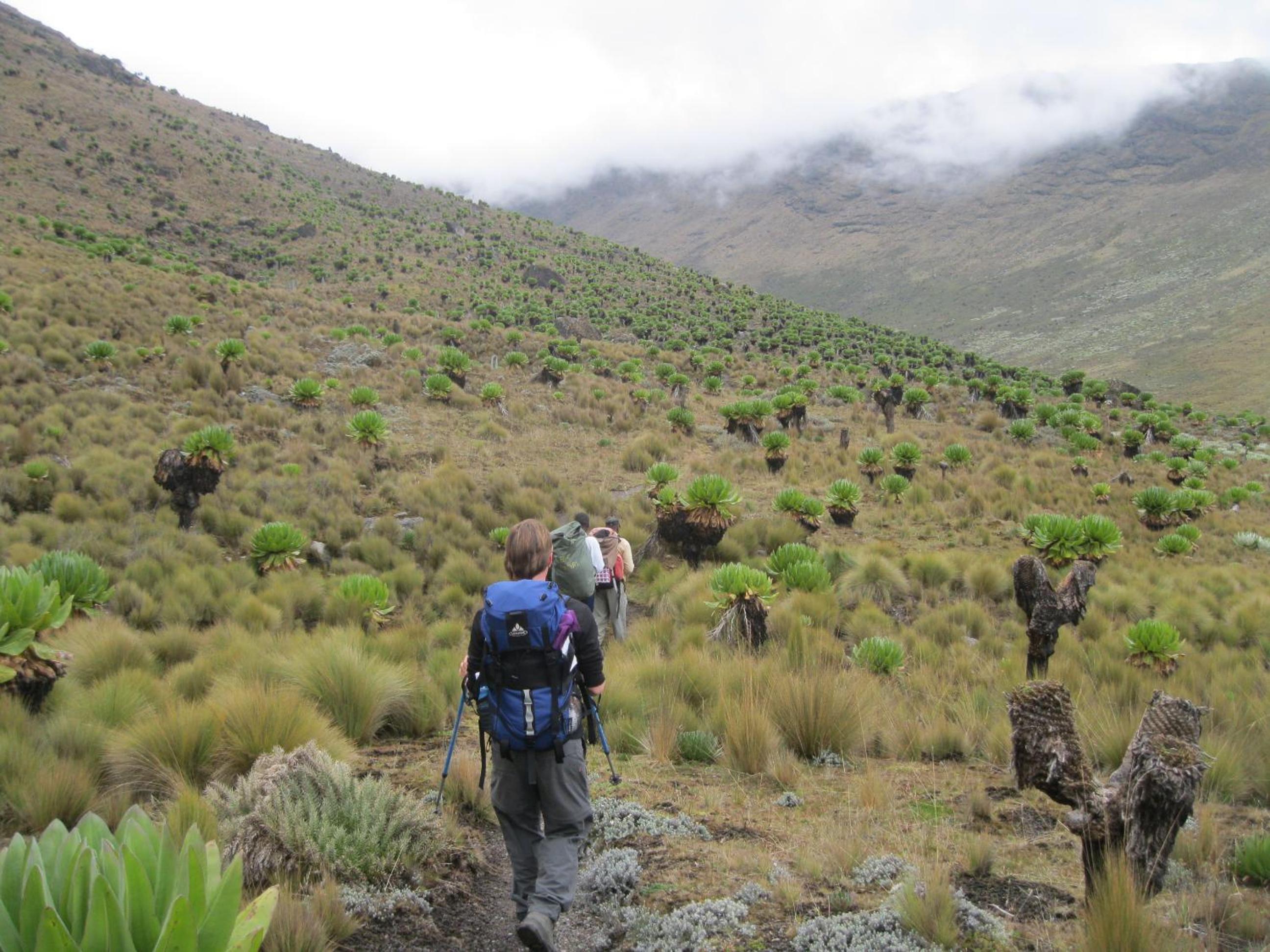 Naro Moru River Lodge