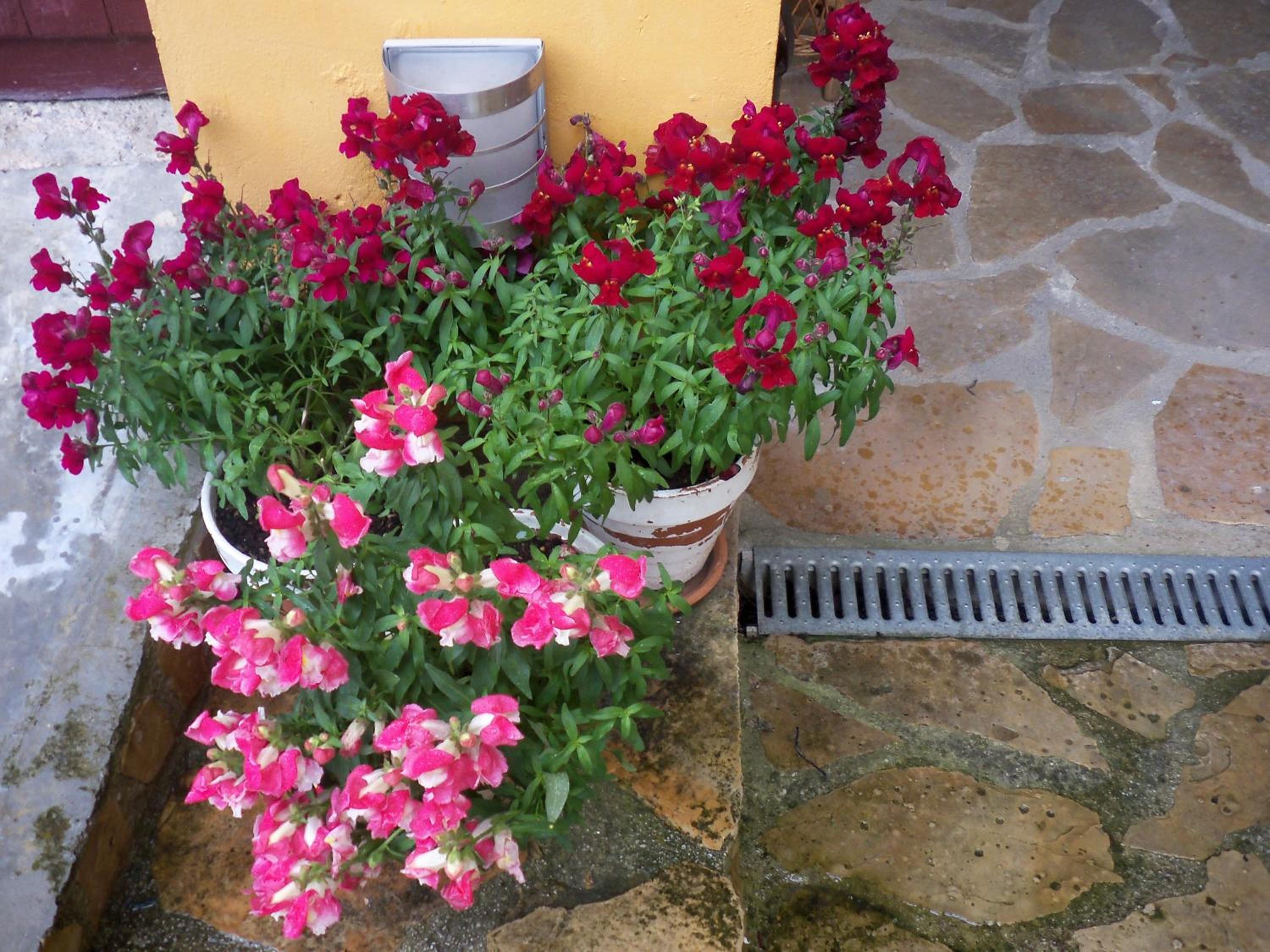 Apartamentos Rurales La Casa Vieja De Silió