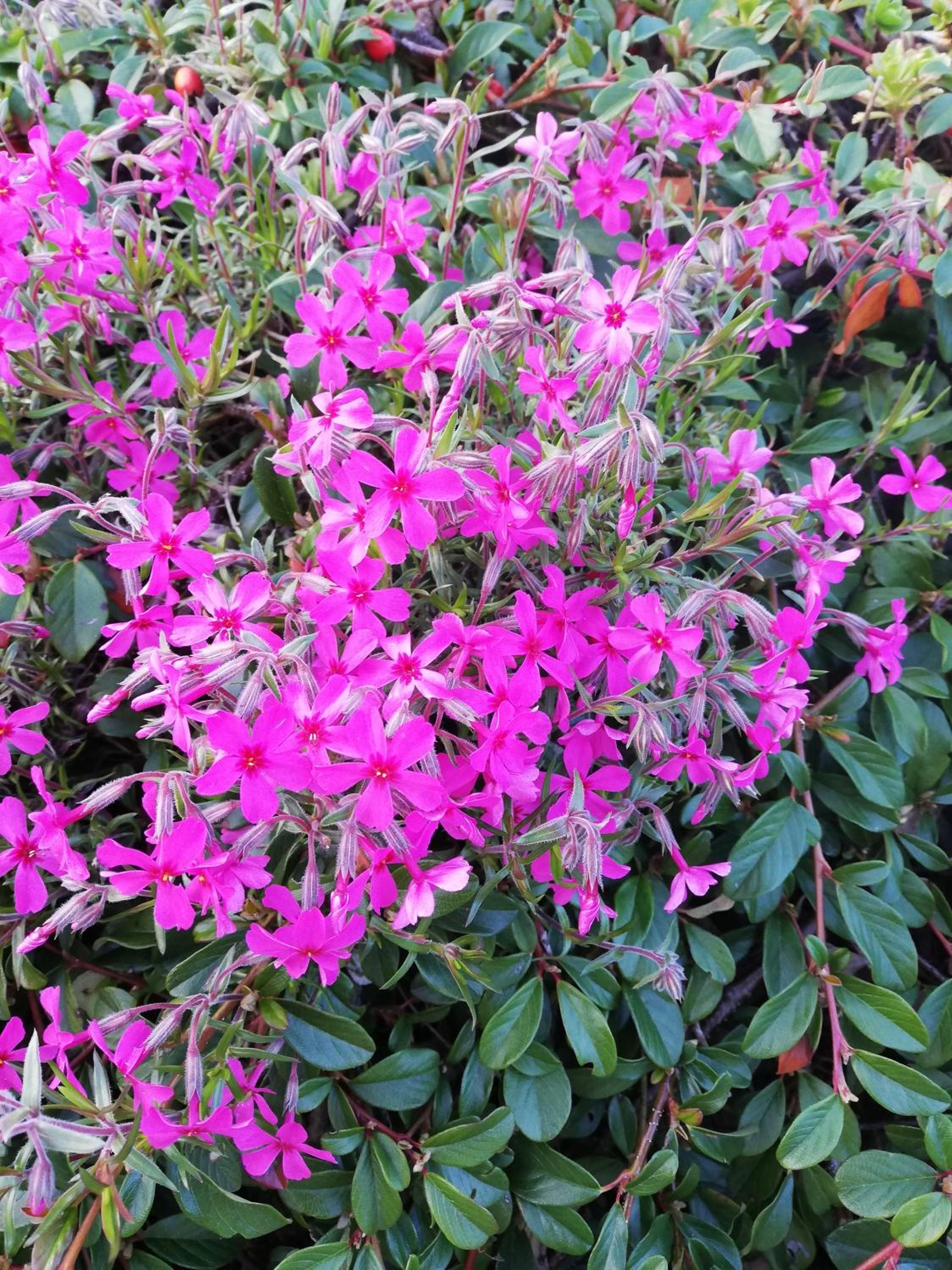 Garten Appartement Harmony