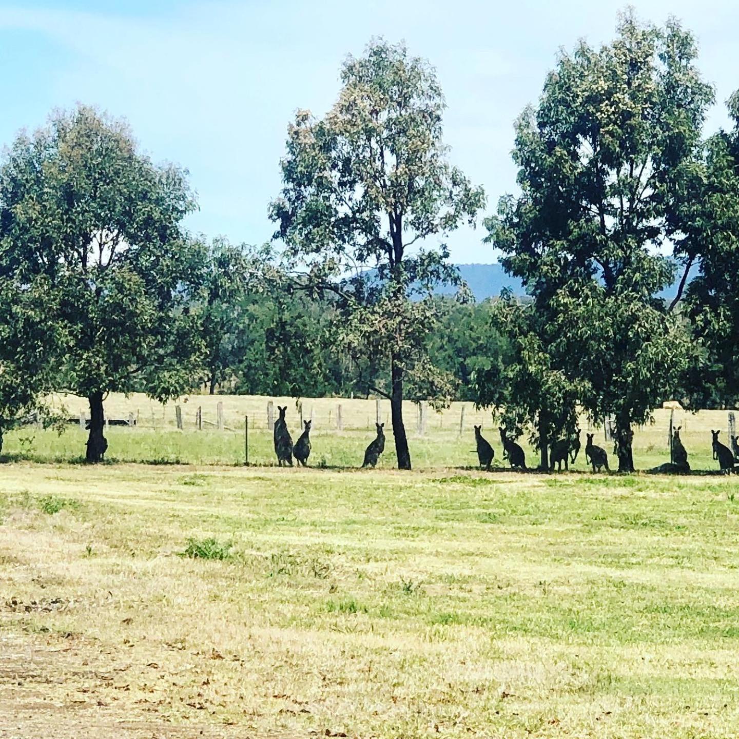 Lovedale Escape 5br house