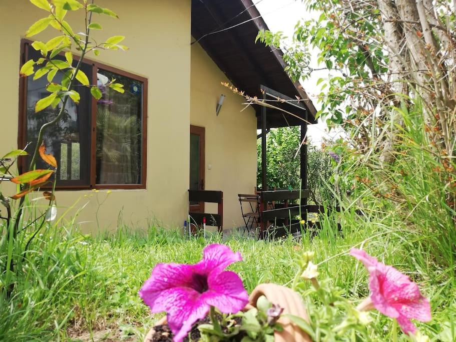 Yellow Villa