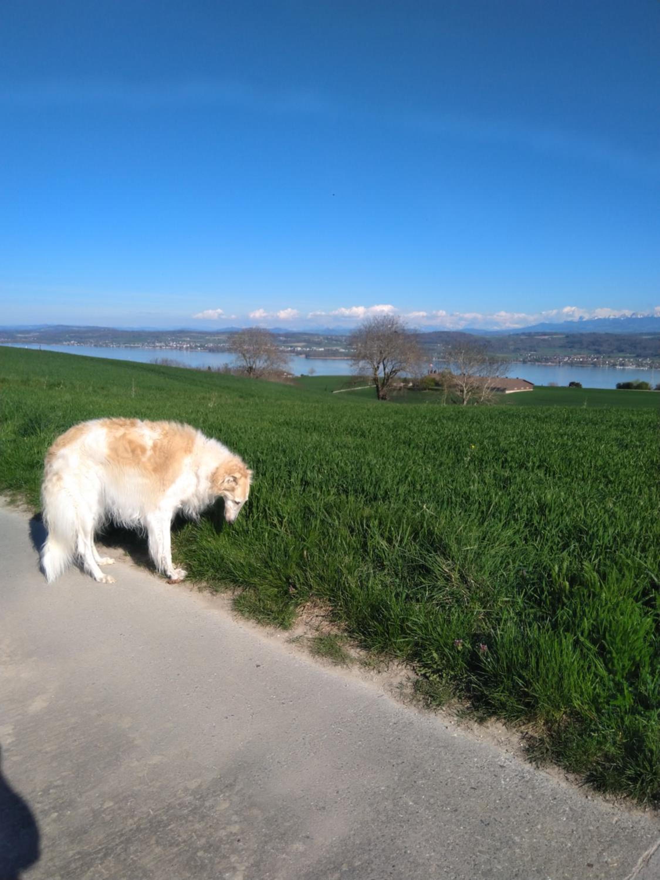Swiss Borzoi House