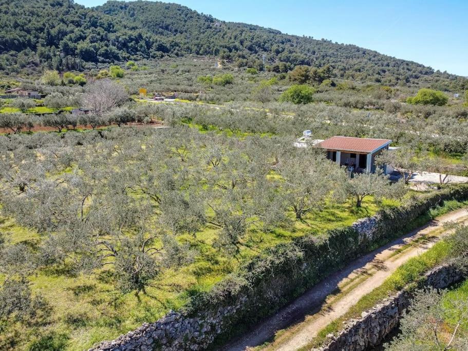 Grandpa's olives tiny house