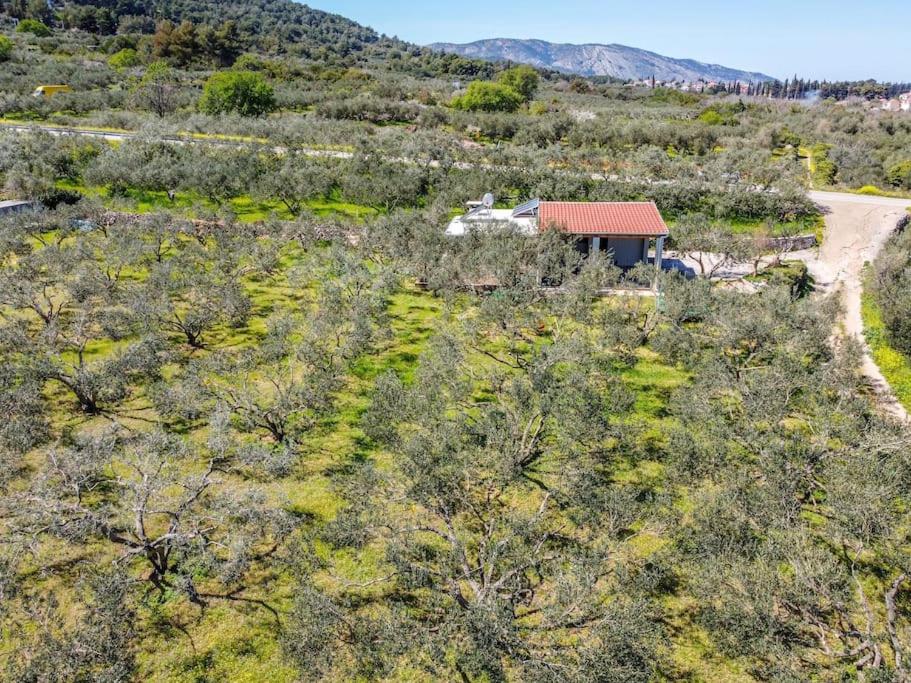 Grandpa's olives tiny house