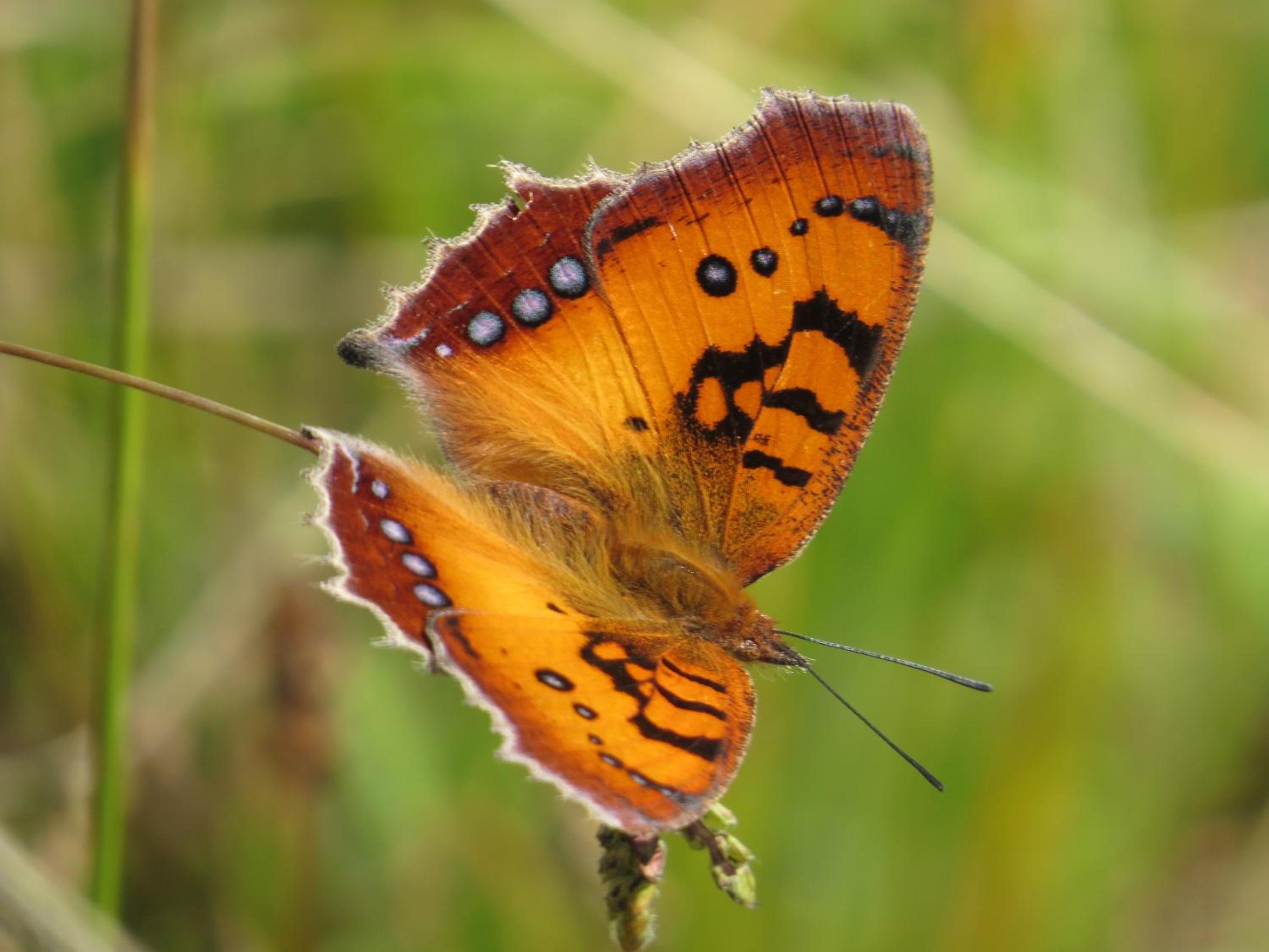Photo 31