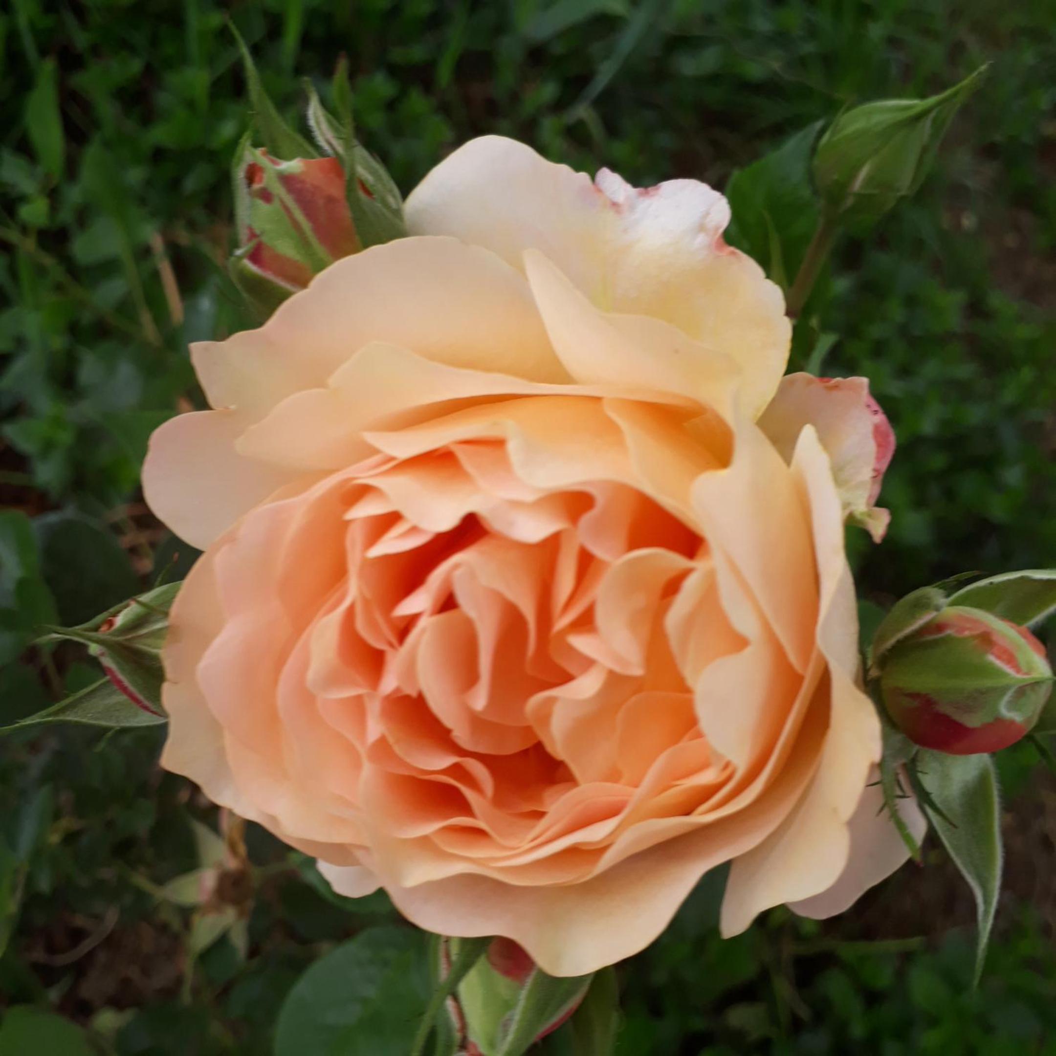 Photo 33