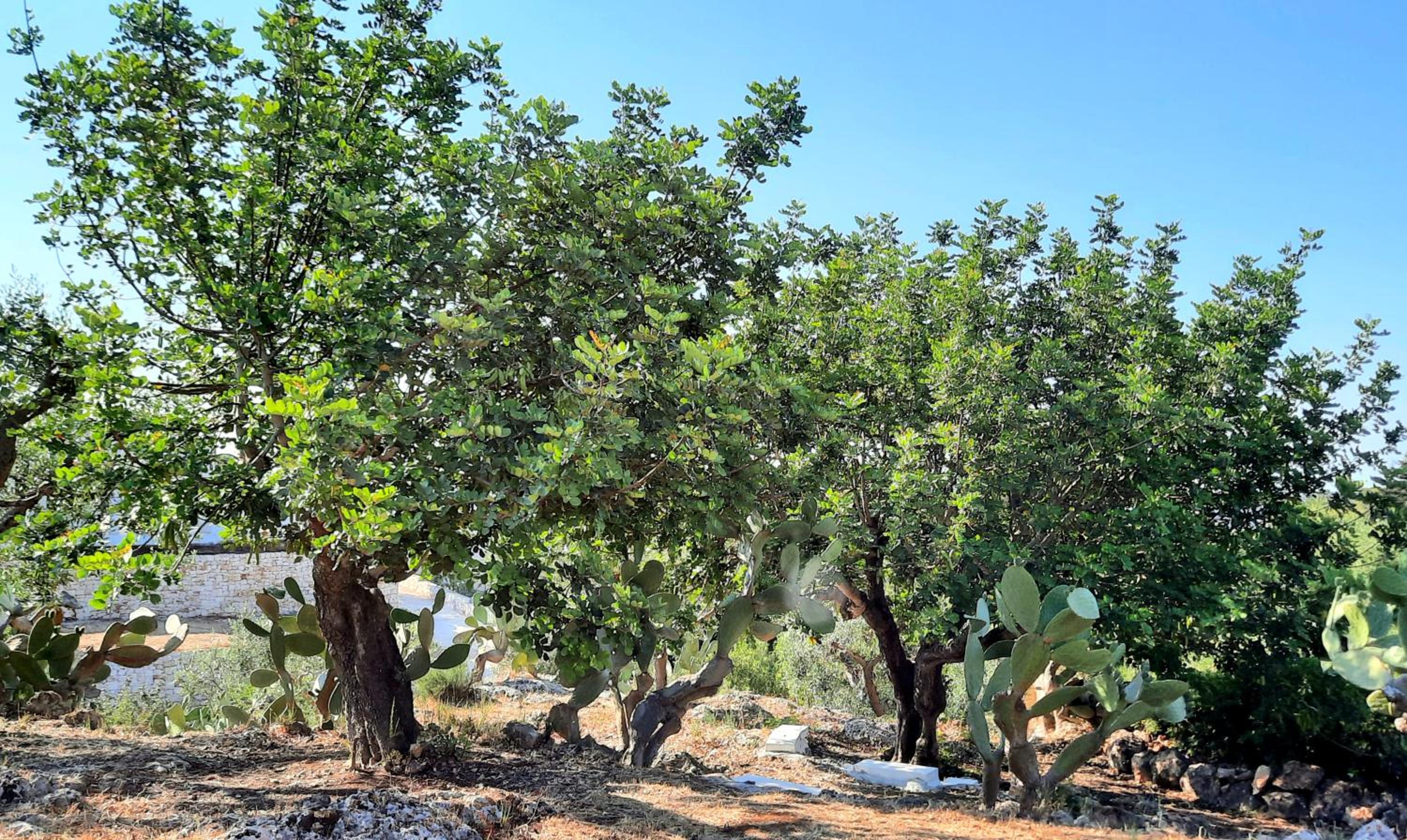 I Due Carrubi en Ostuni — other