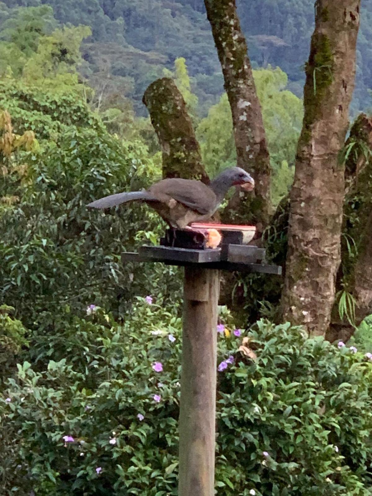 FINCA HOTEL CARMONIA DEL BOSQUE