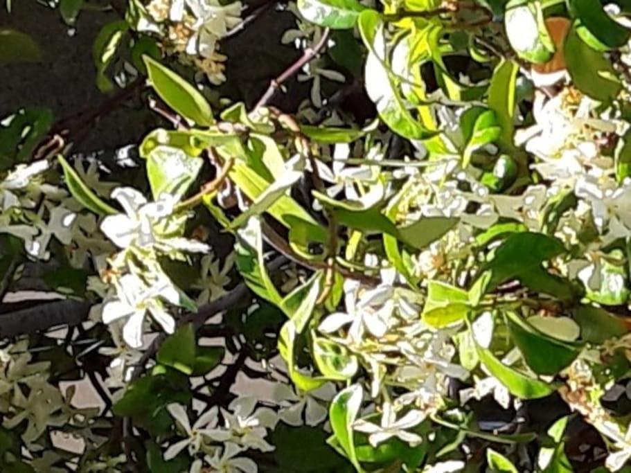 Le Jasmin da Marina view 2
