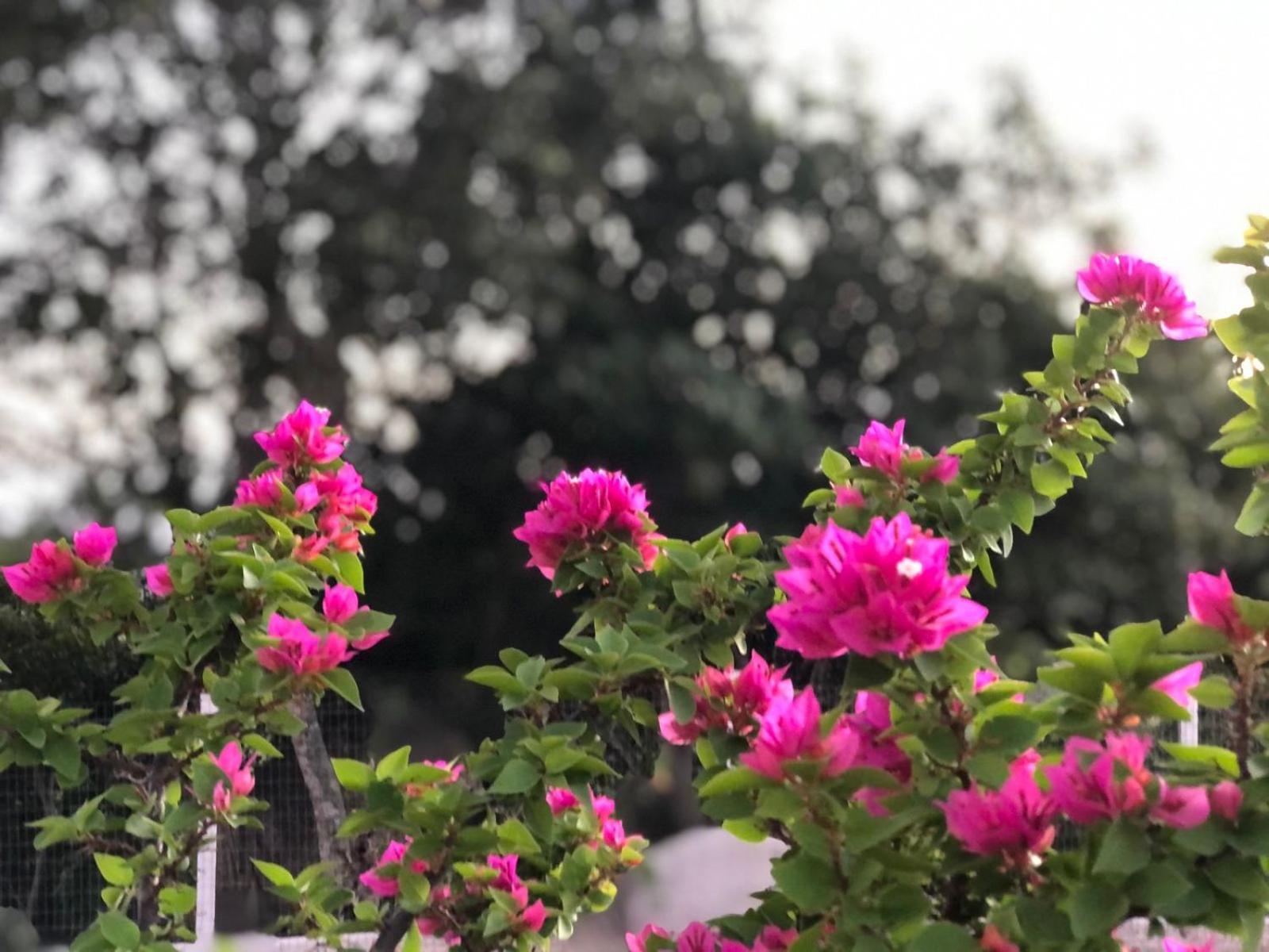 Encanto dos Pássaros