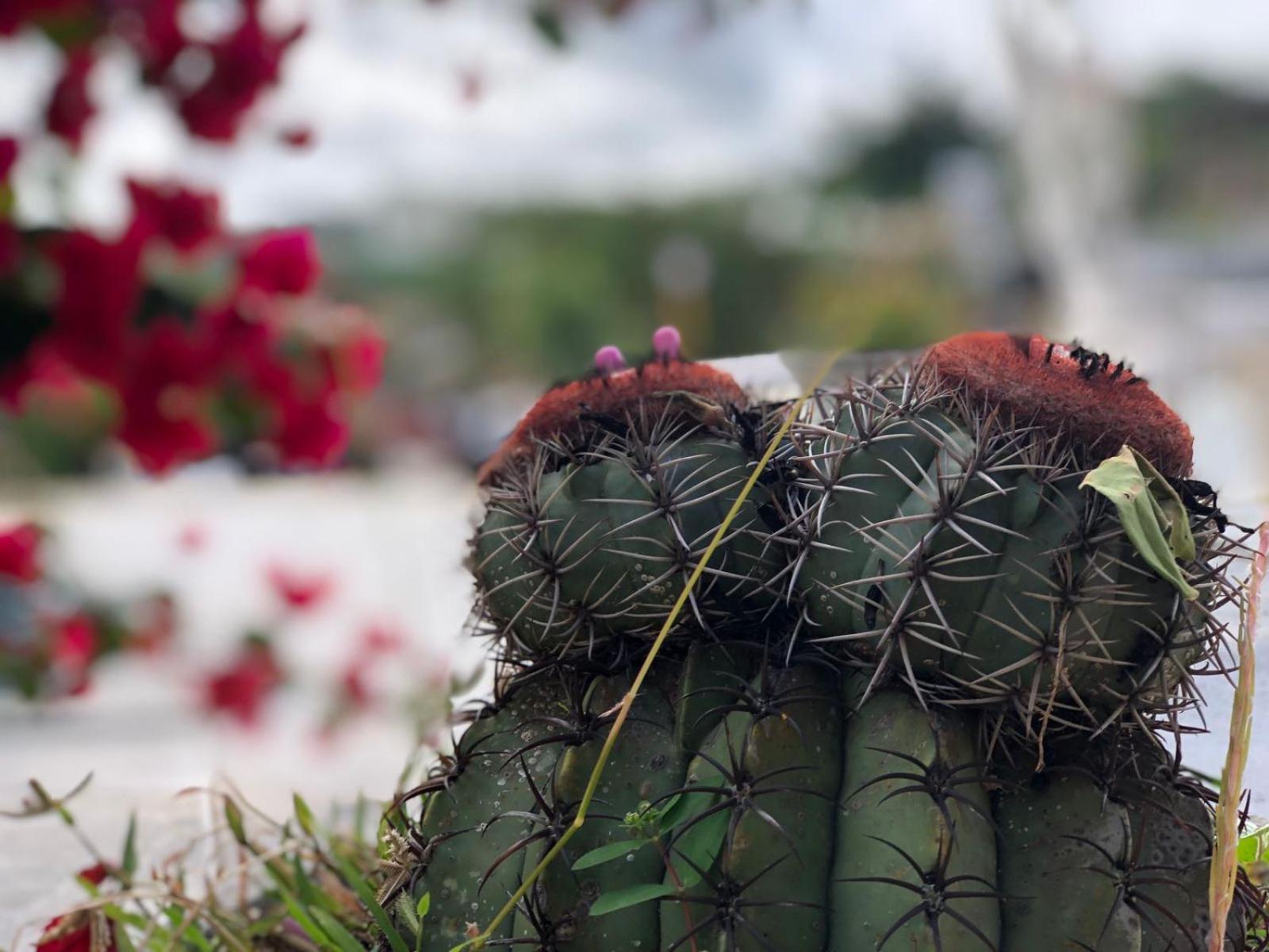 Encanto dos Pássaros