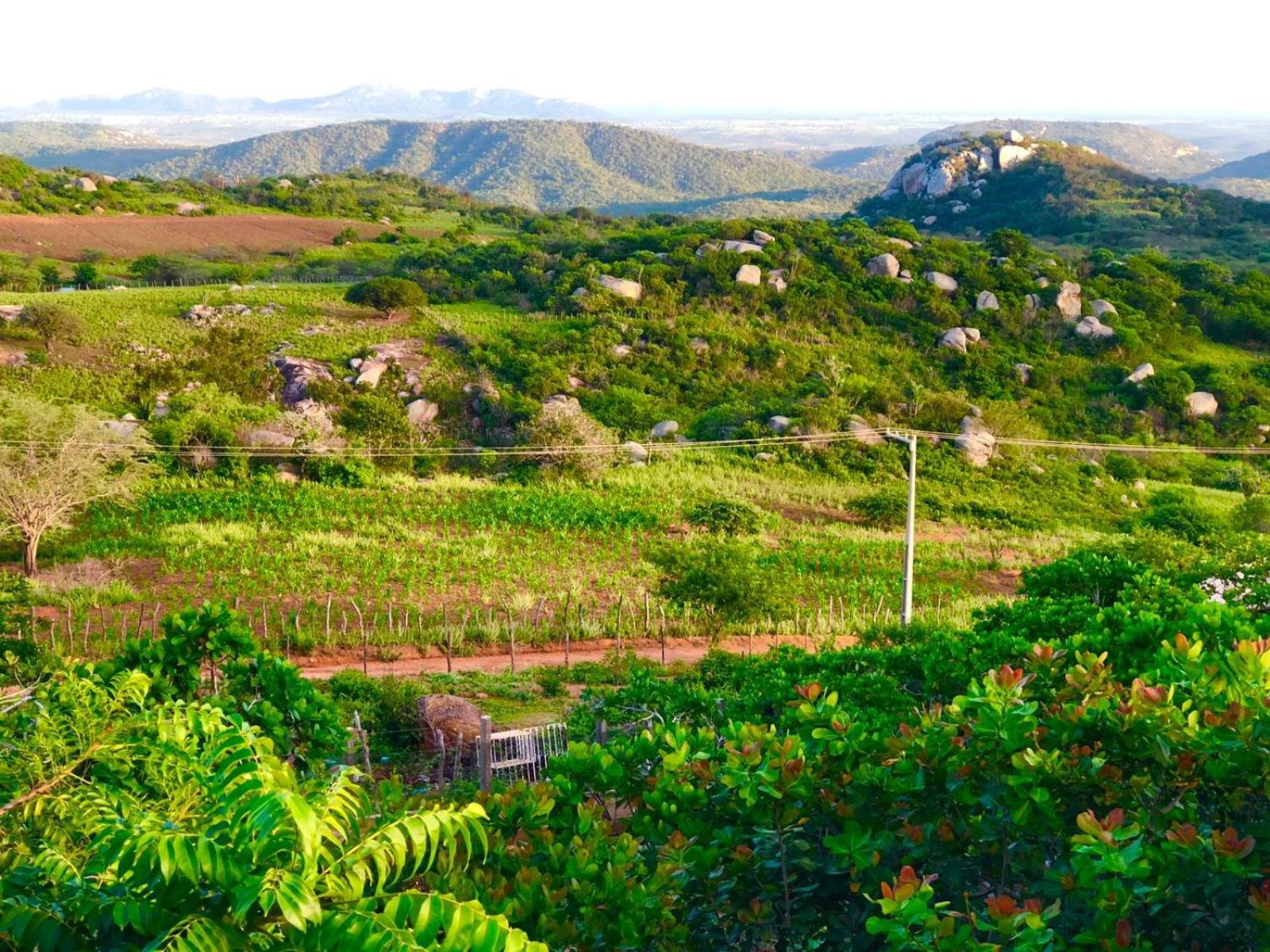 Encanto dos Pássaros