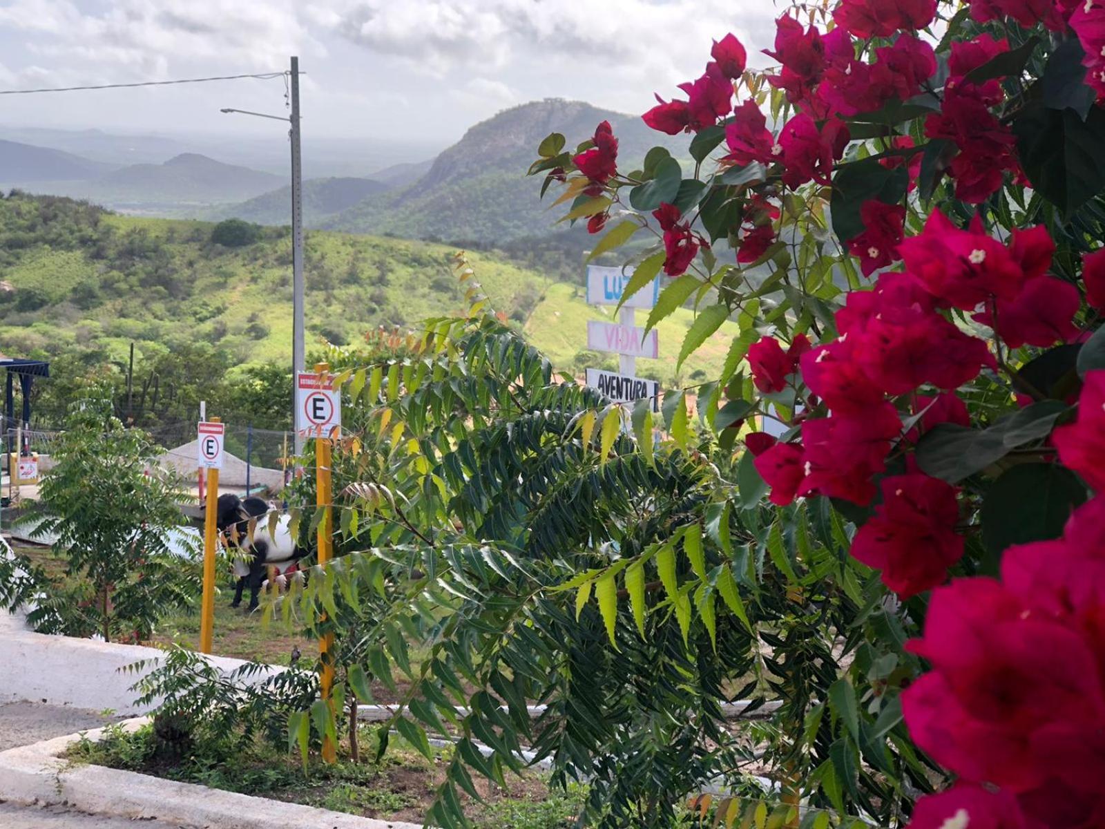 Encanto dos Pássaros
