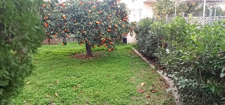 Nikos Holidays House