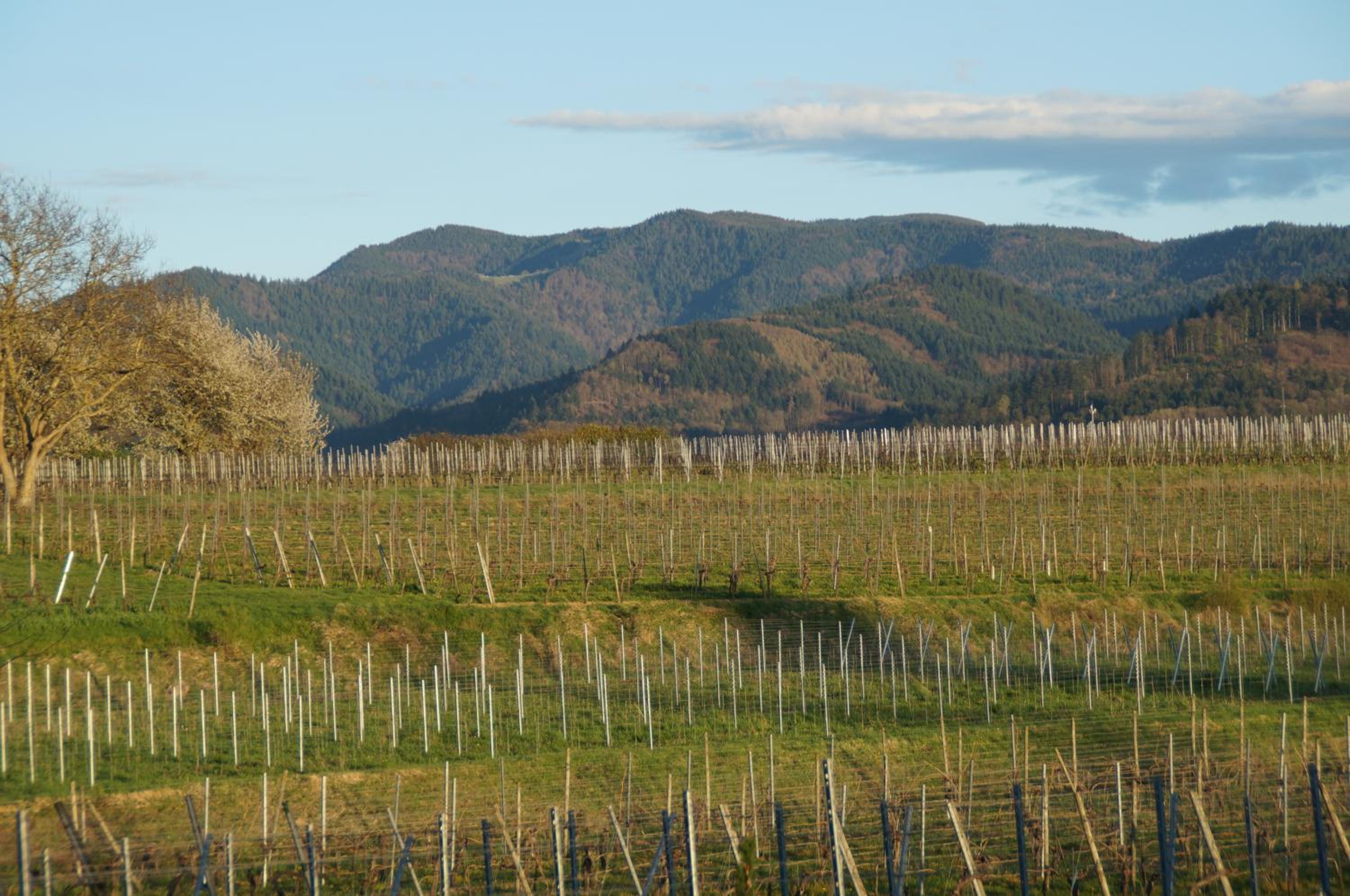 Privatweingut Schmidt view 5