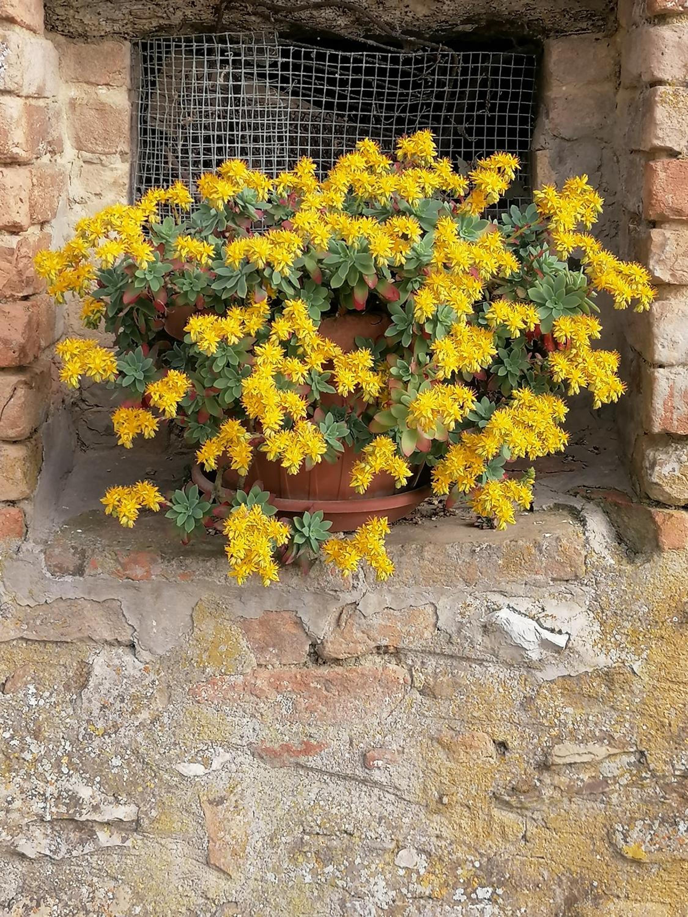 Fattoria di Rigone