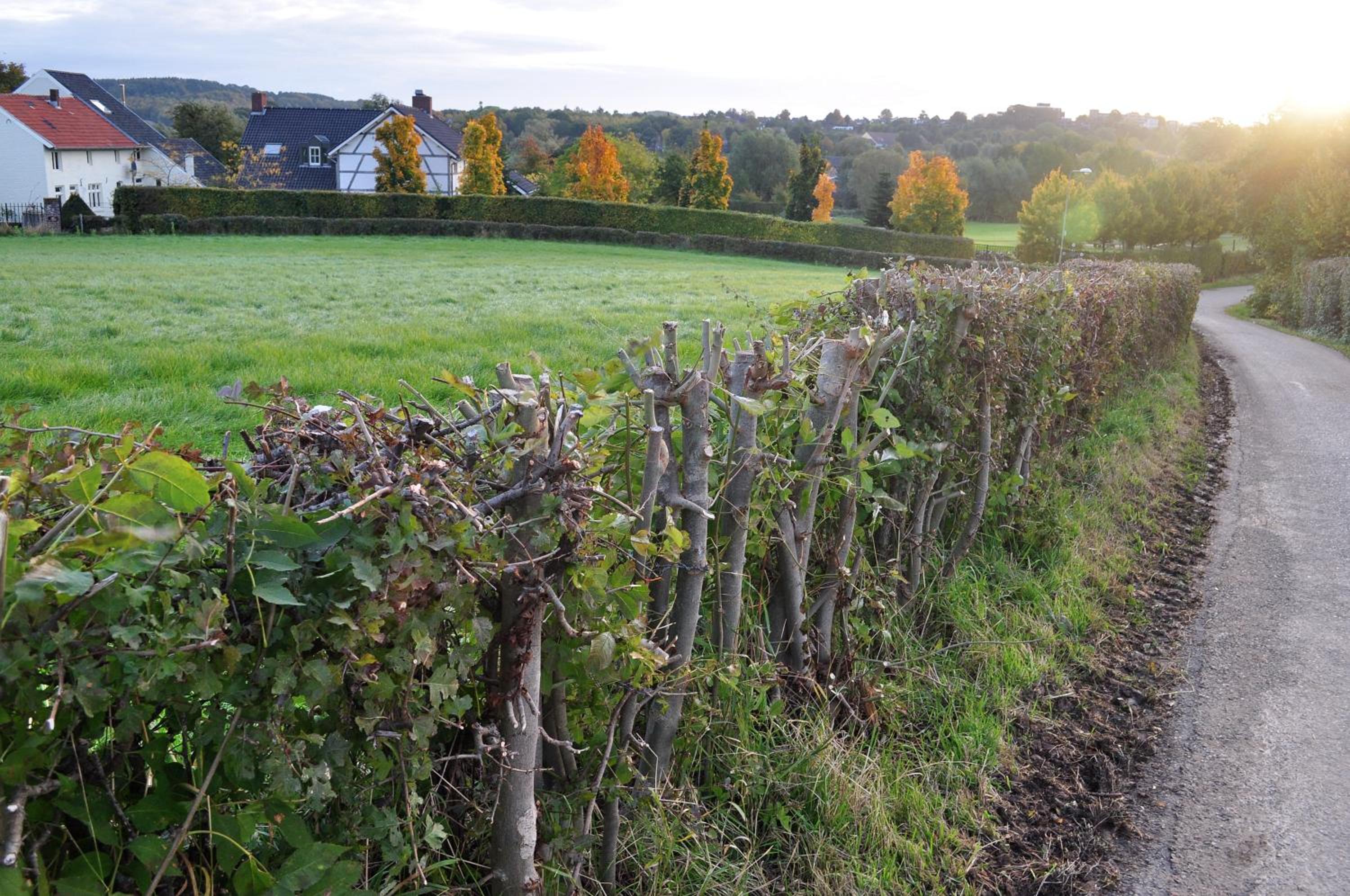 Photo 46