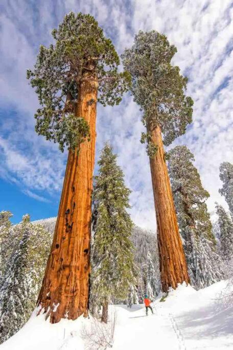 Sweet getaway in private Giant Sequoia Grove! view 3
