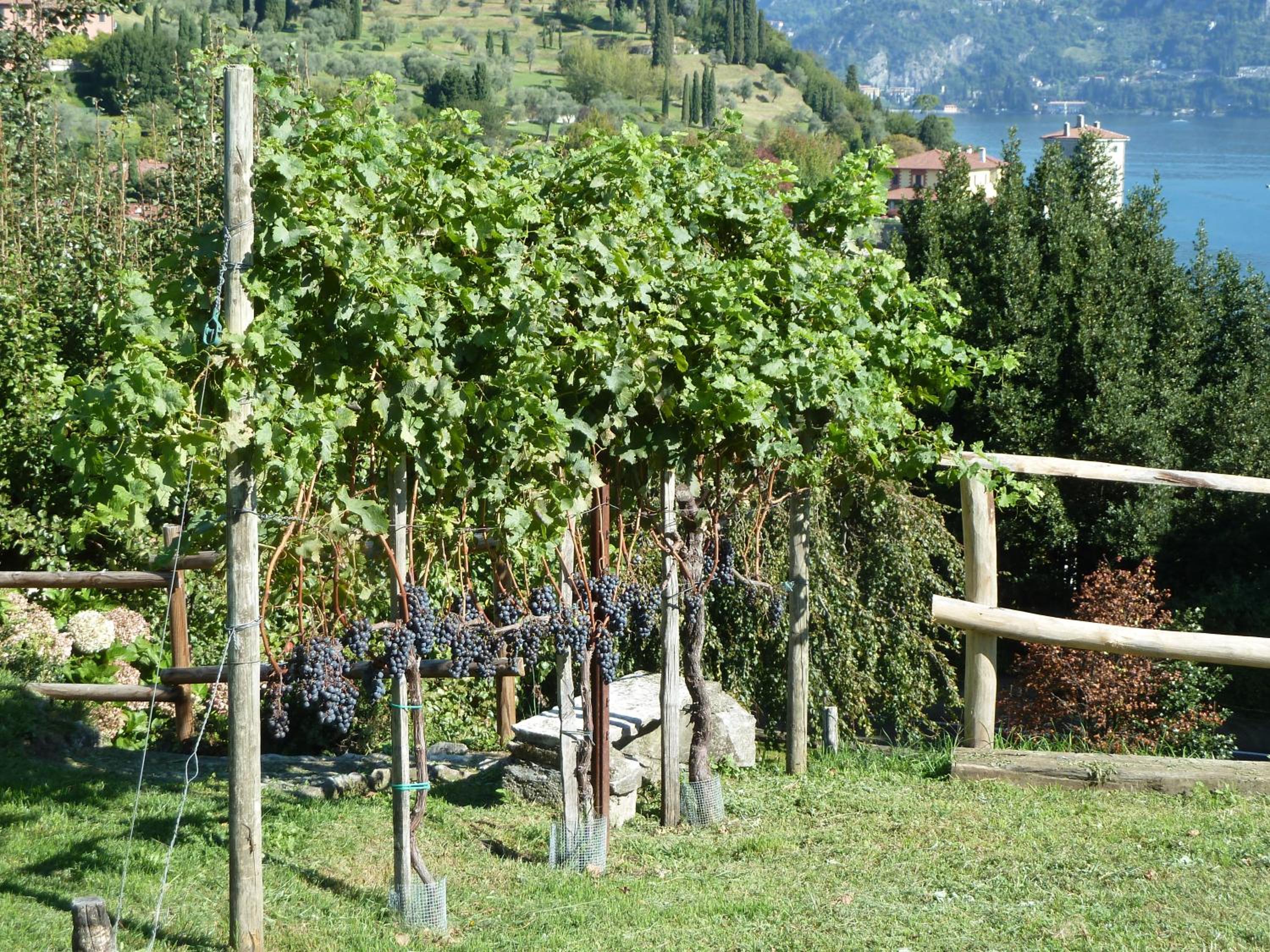 Photo 44