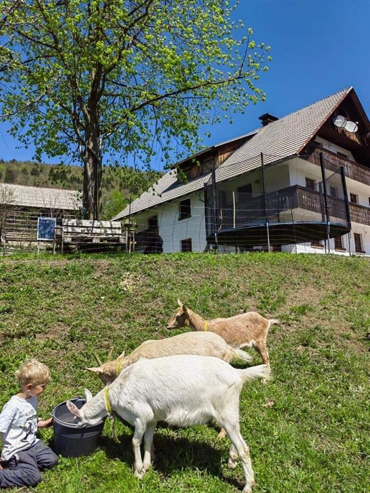 Turistična kmetija Pri Andreju view 2