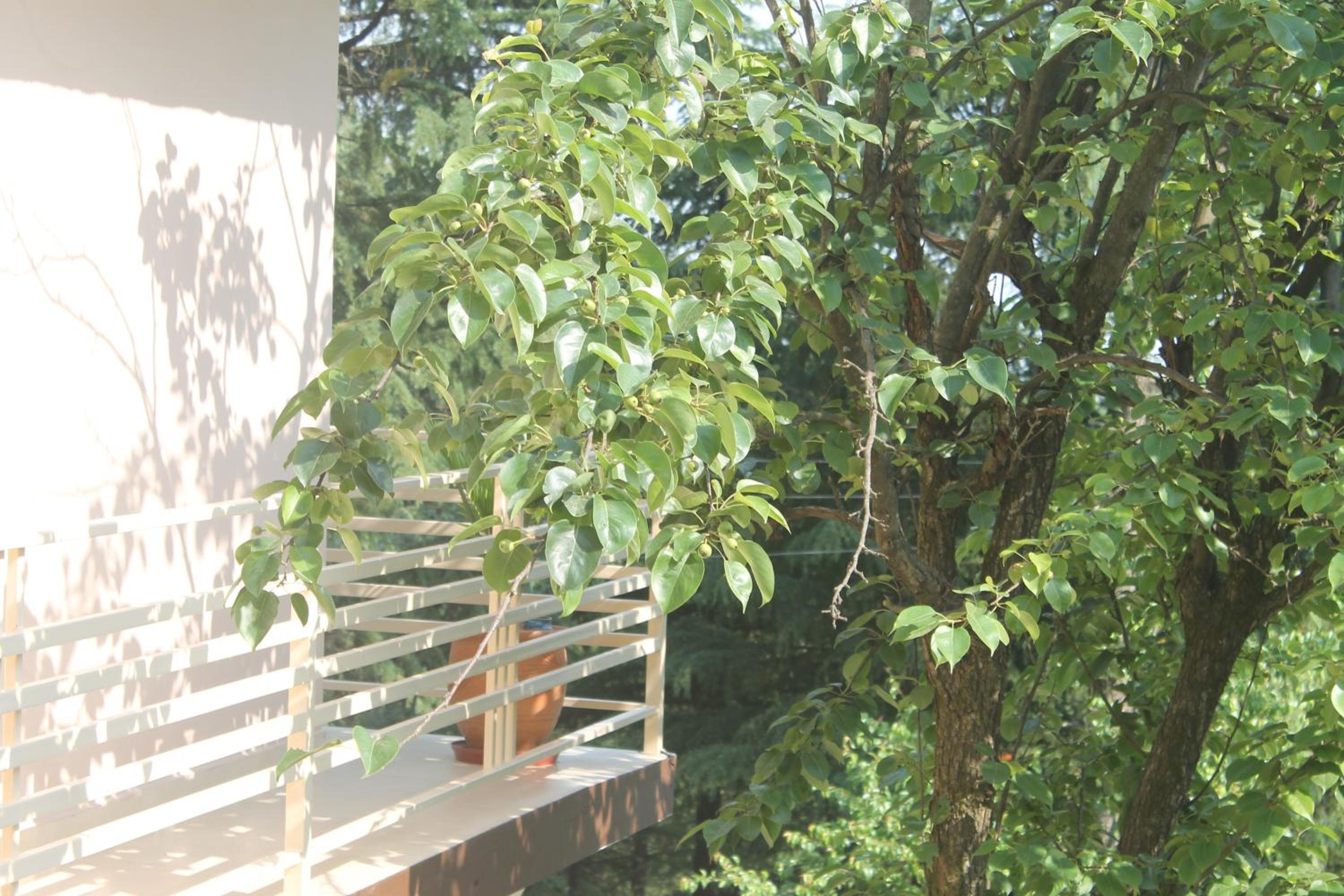 Photo 44