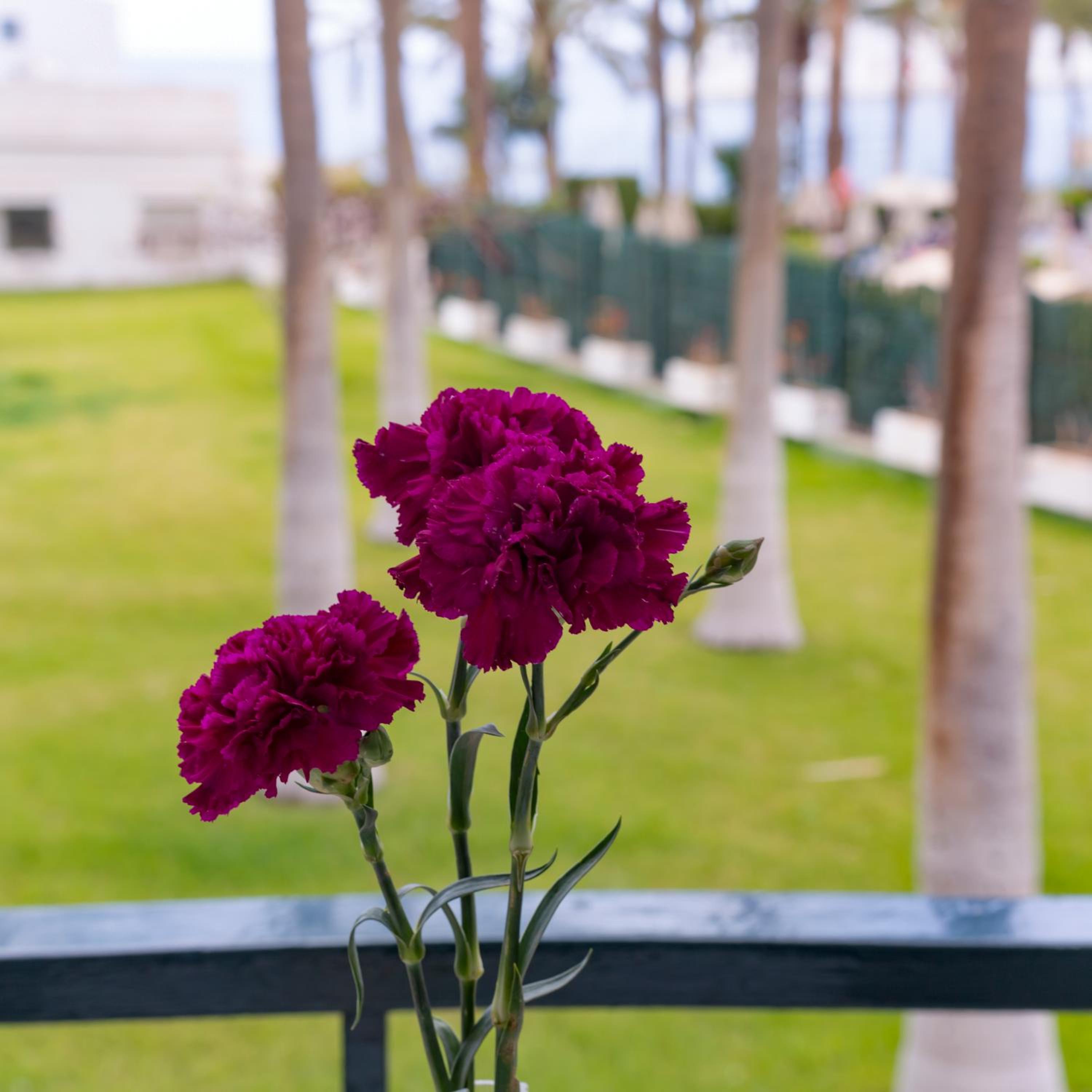 Studio ocean coast Los Cristianos Comodoro