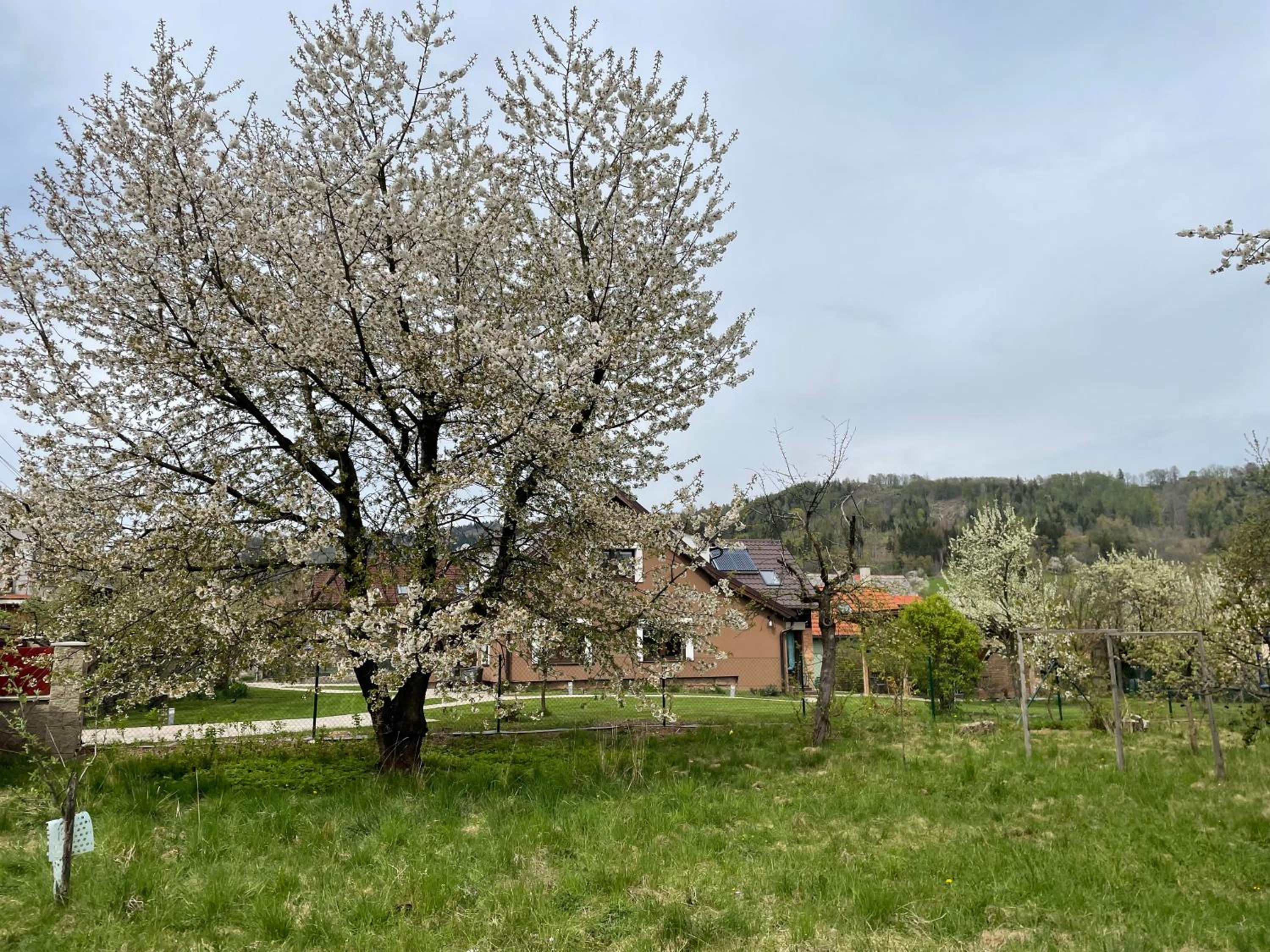 Apartmány U Lípy