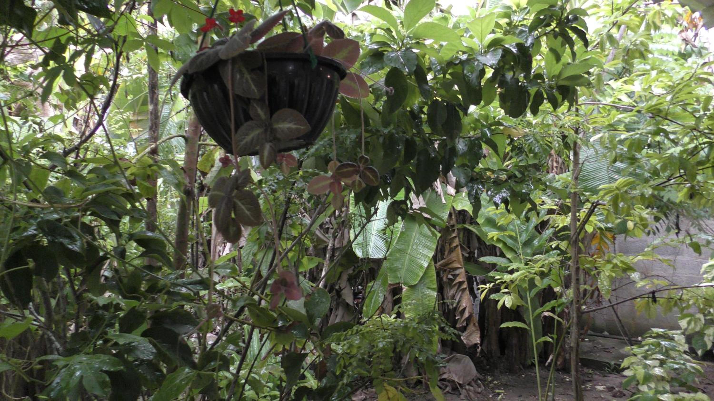 PIGEON HOUSE KABALANA