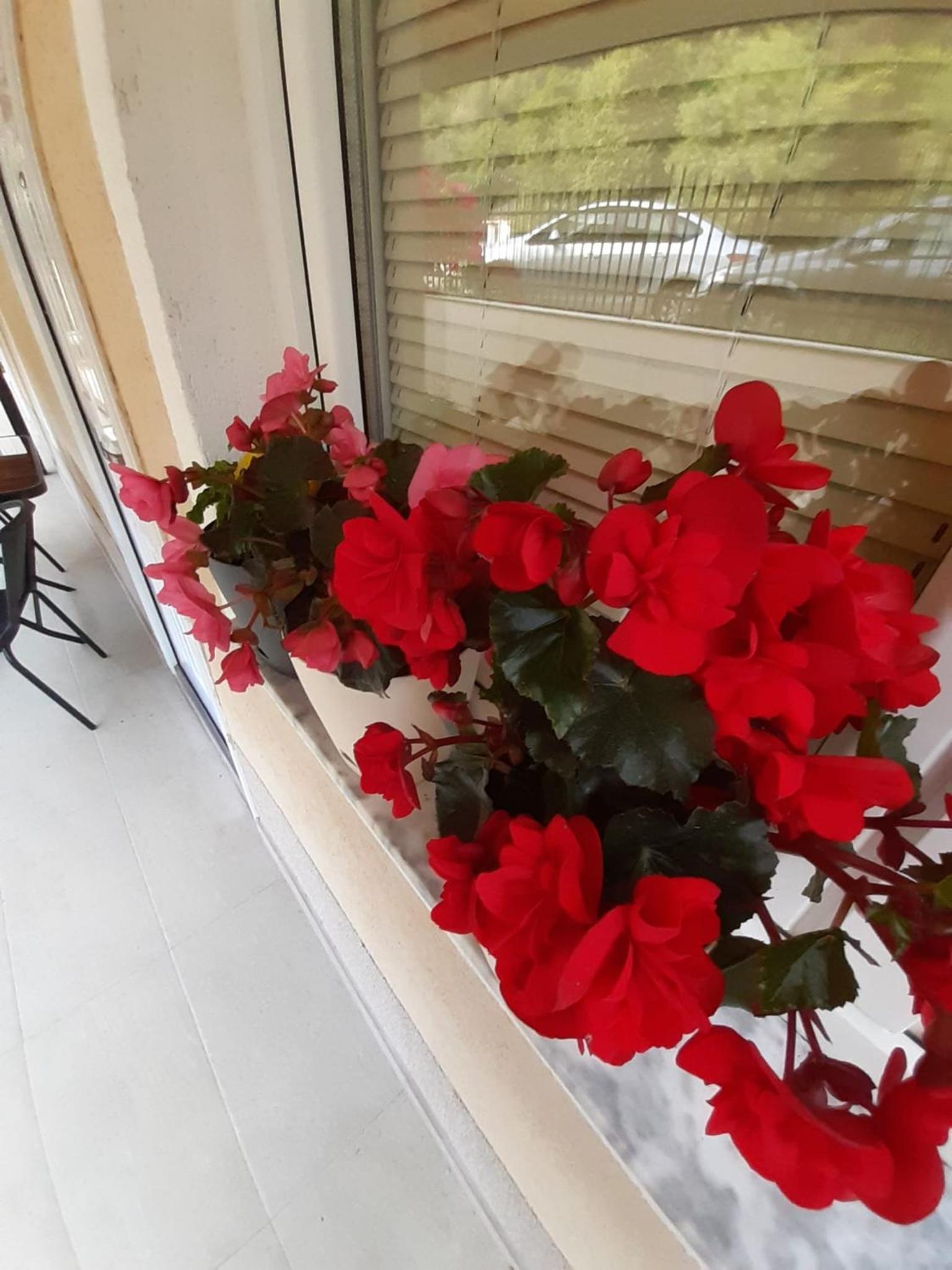 Petar studio apartments Ohrid