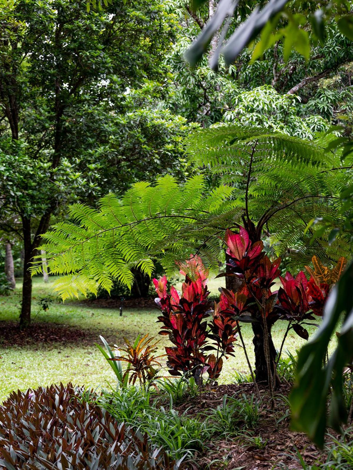 Honeybee House Cottage in the Rainforest