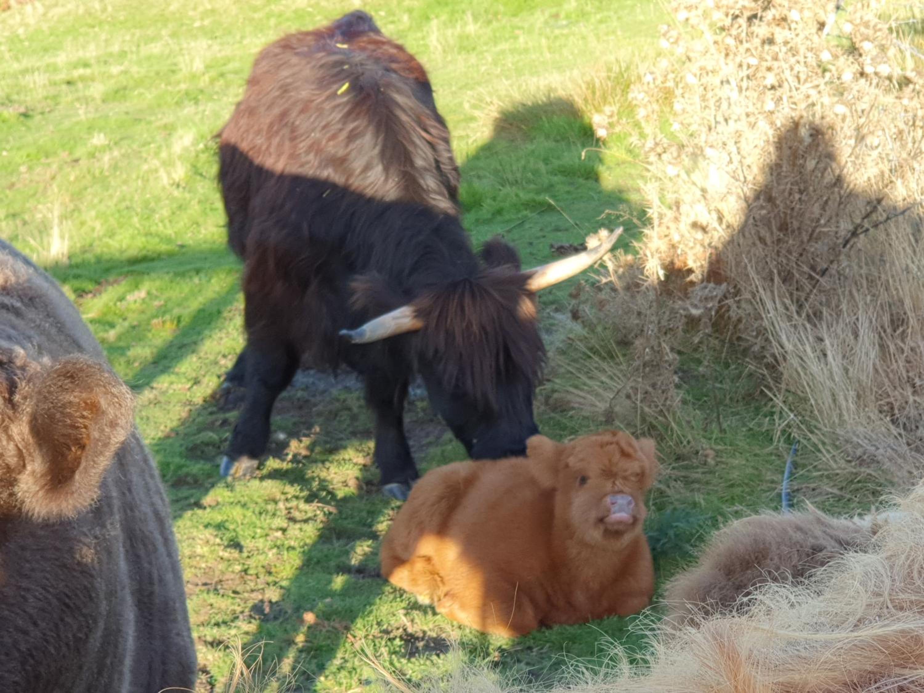 Ruby's Cottage Farm Stay