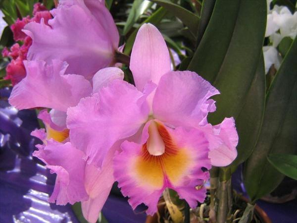 Photo 52