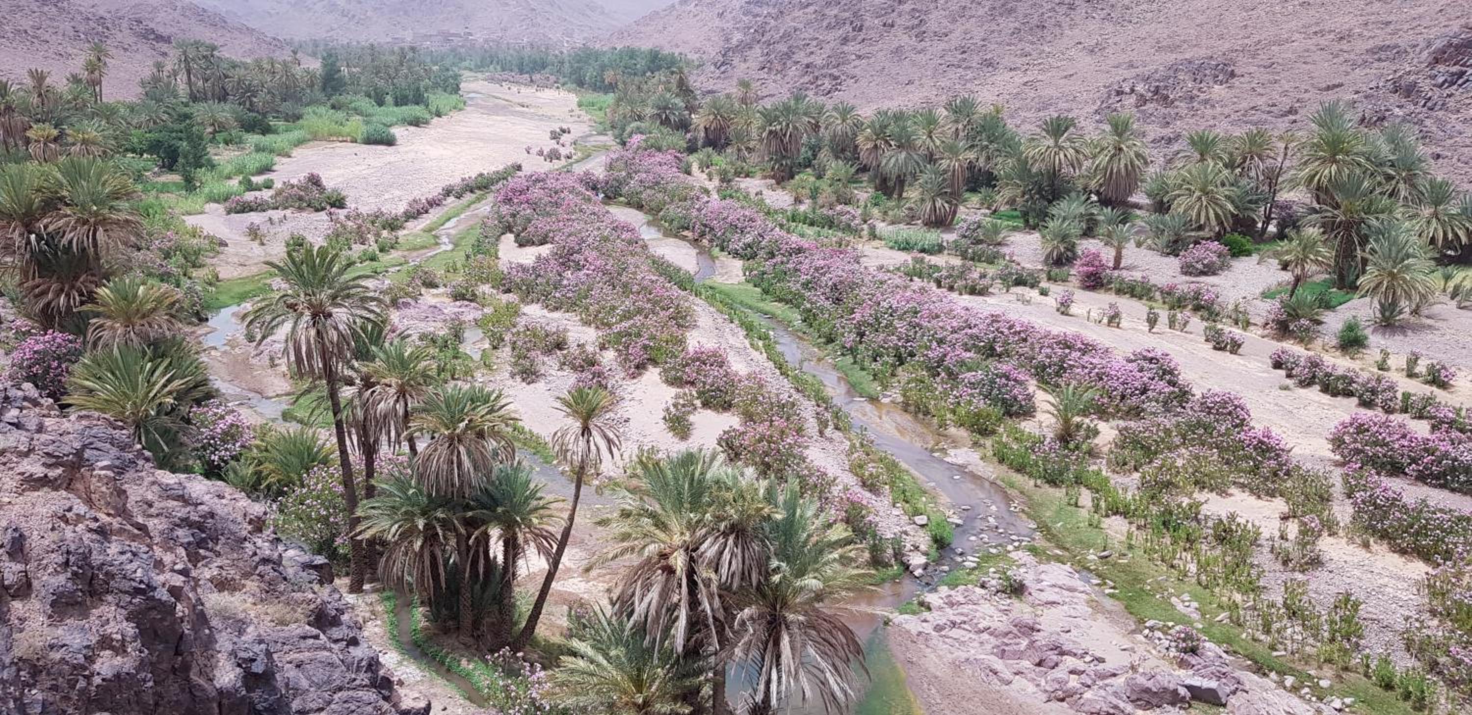 Ouarzazate Vacations - ecolodge bivouac des aigles - Property Image 19