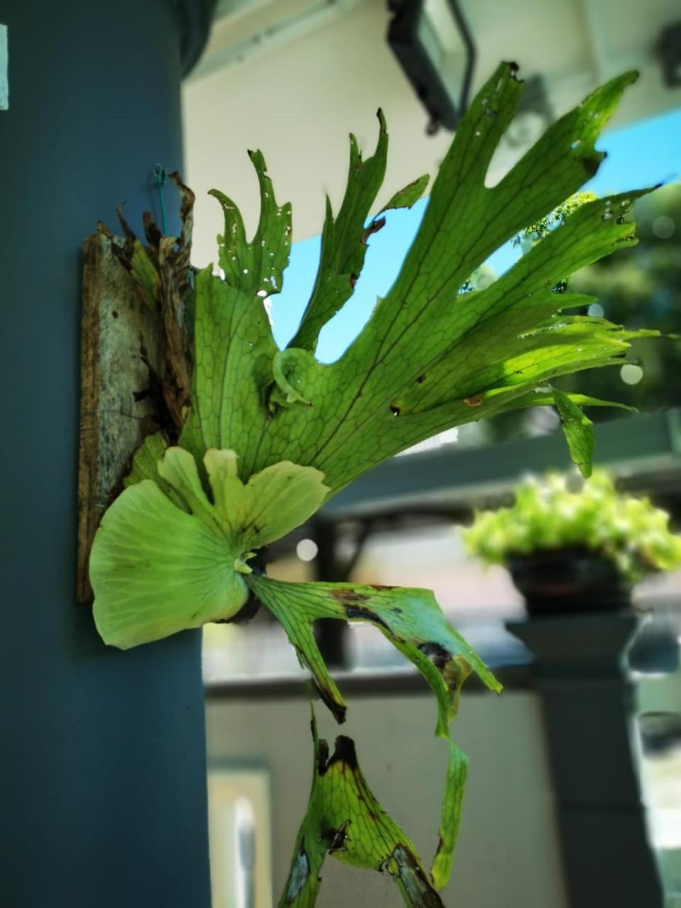 Photo 41