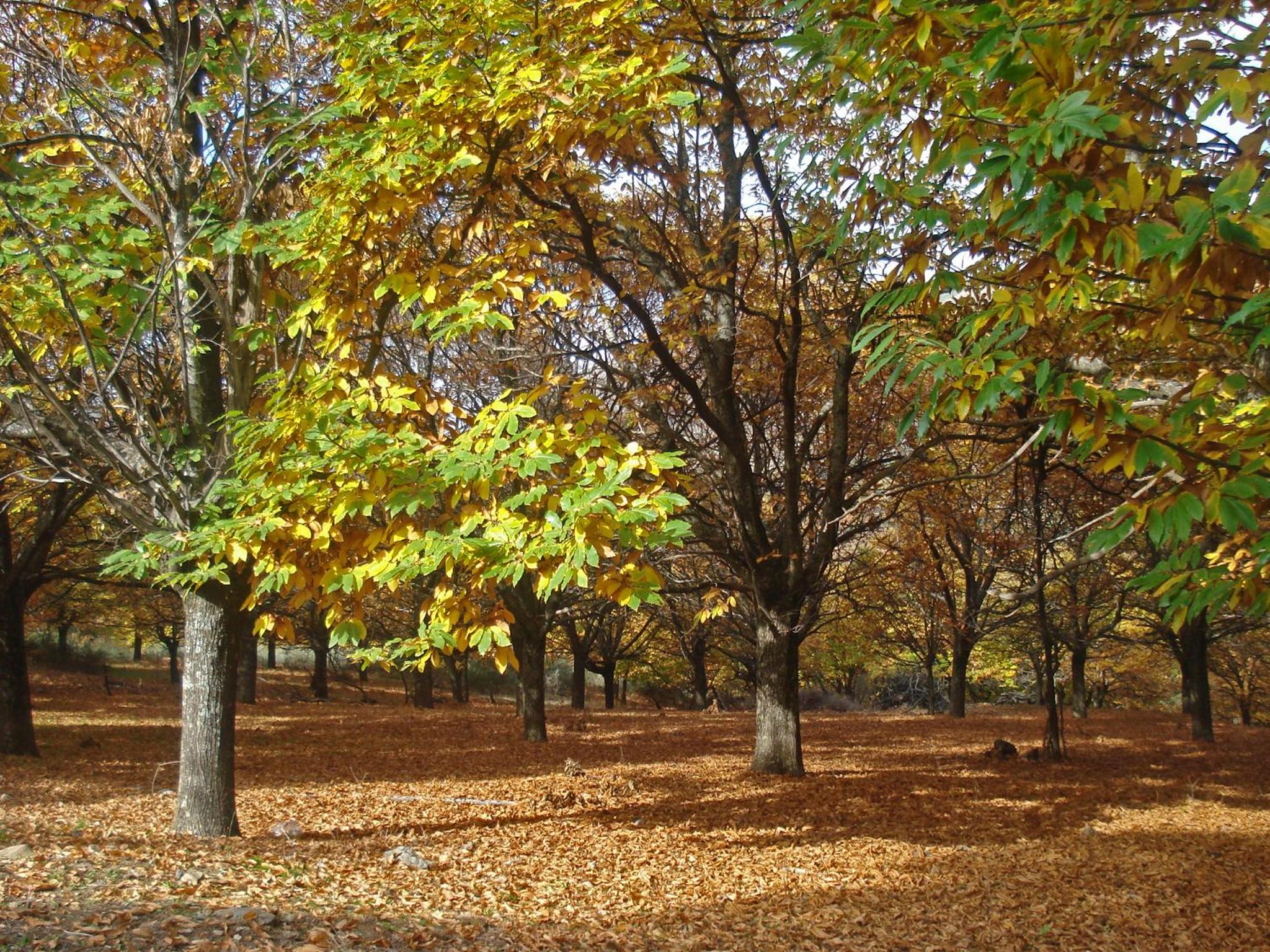 Photo 44