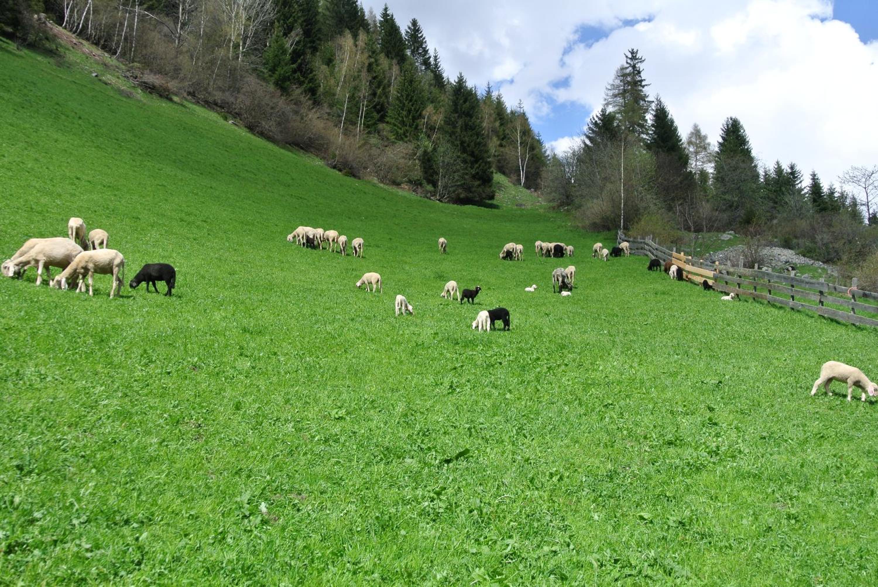 Ferienwohnungen Niederarnigerhof Familie Bauernfeind