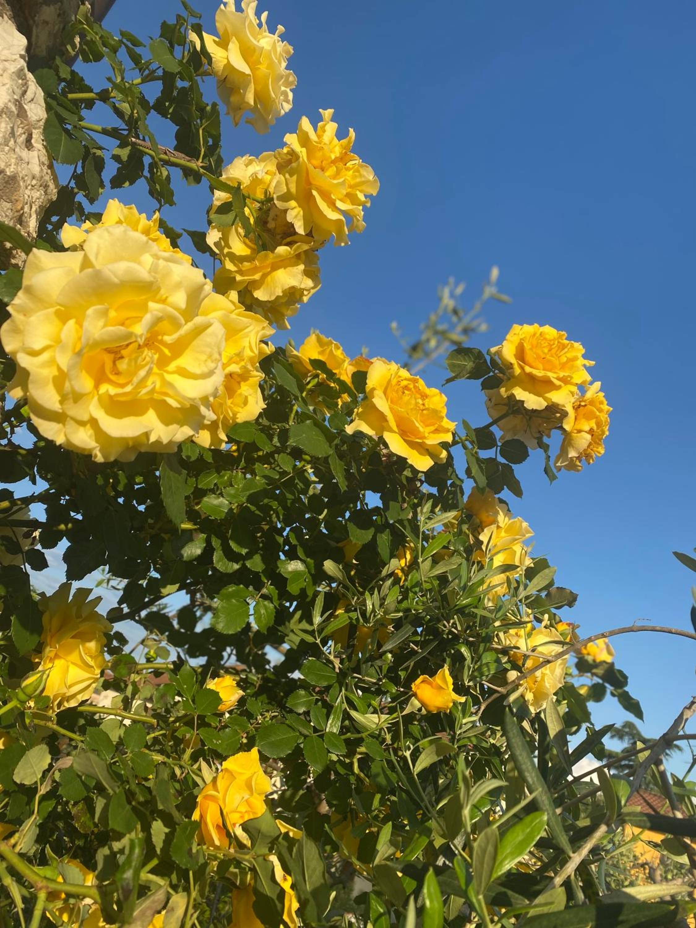 B&B Fior Di Toscana view 5