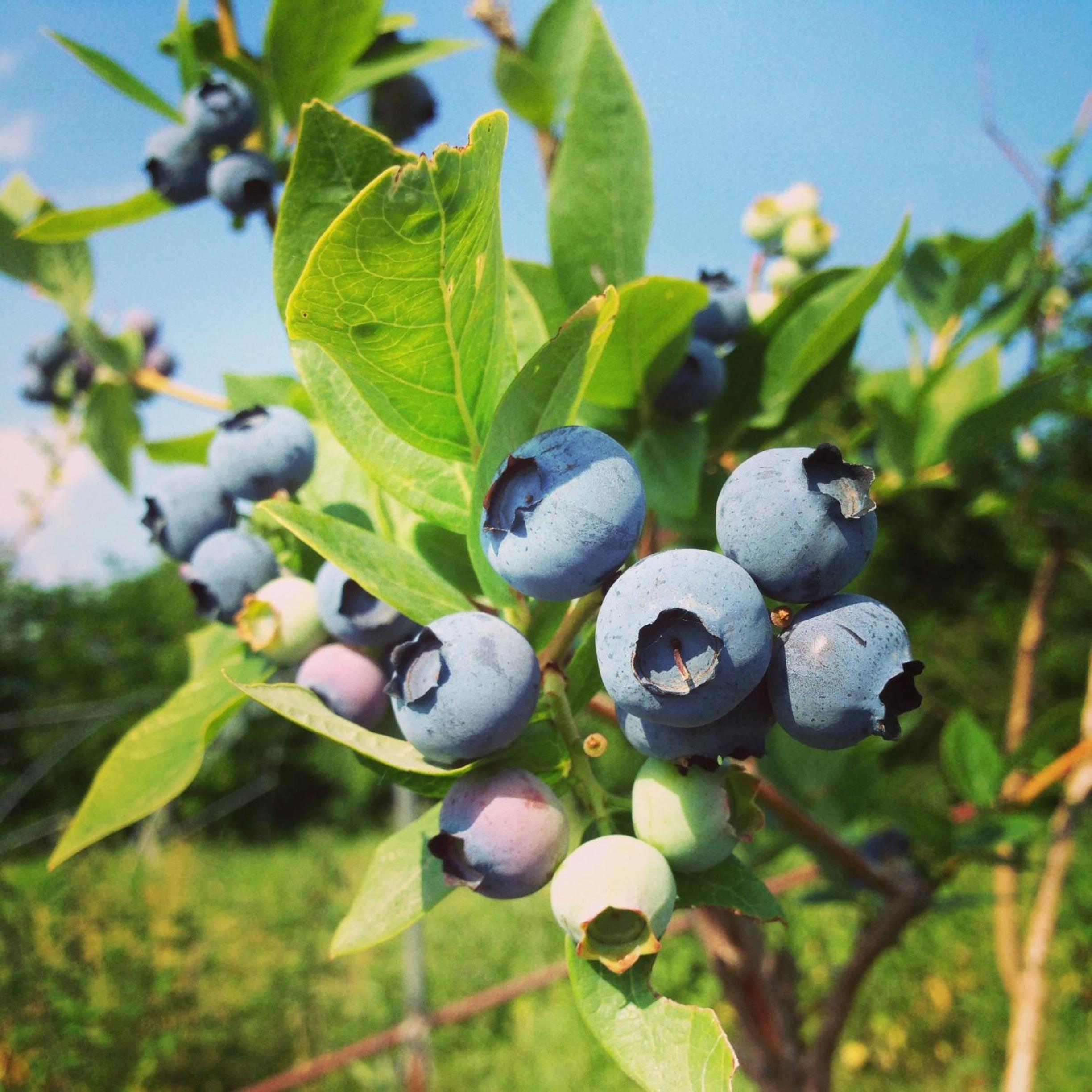 Agriturismo Fruttirossi