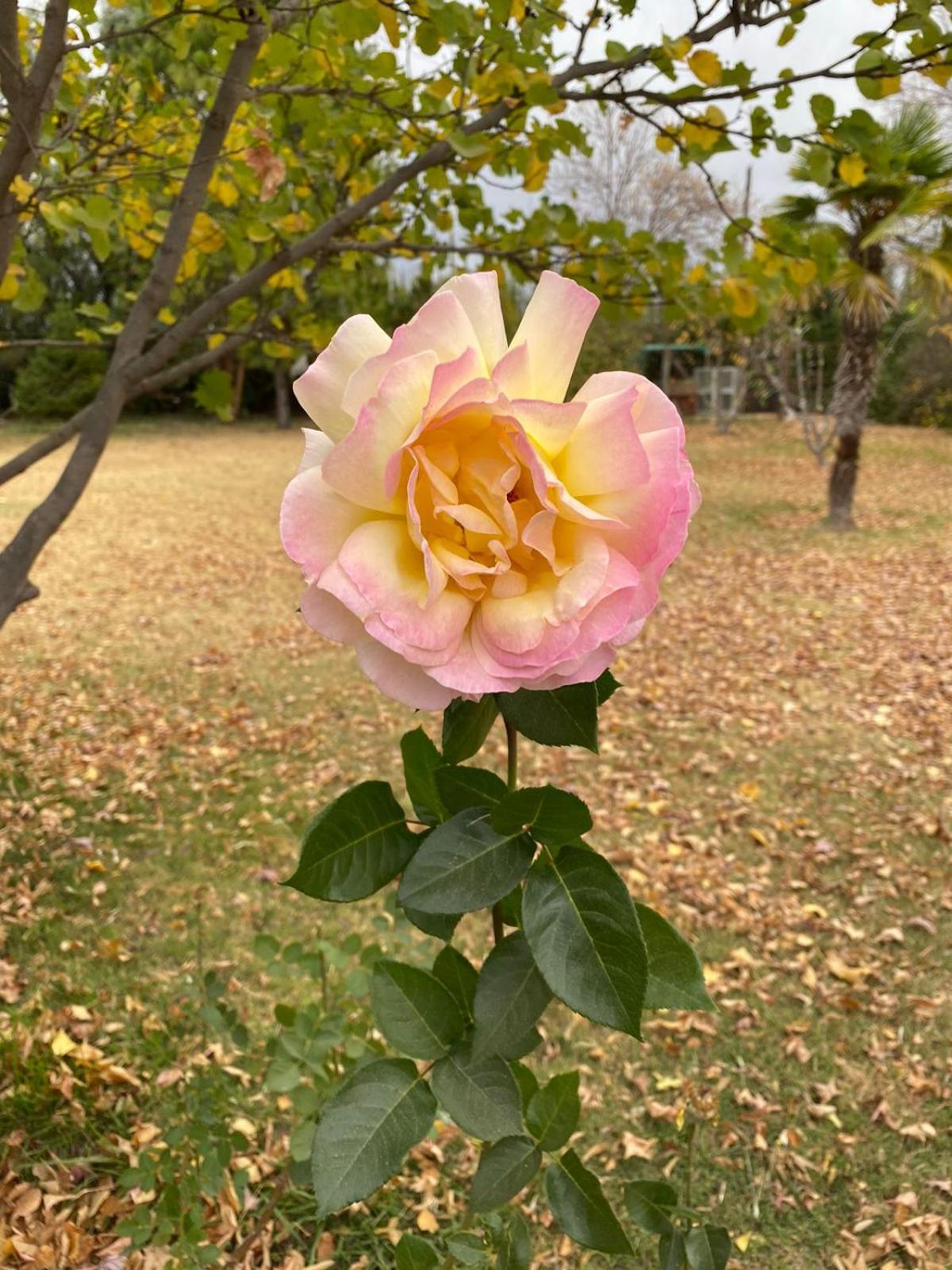 Finca del Rio - Casa de campo