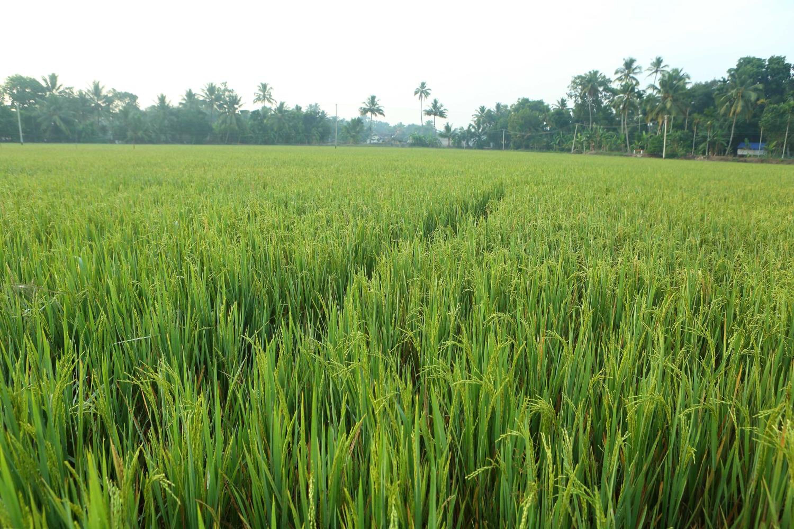 Kurialacherry House Alleppey