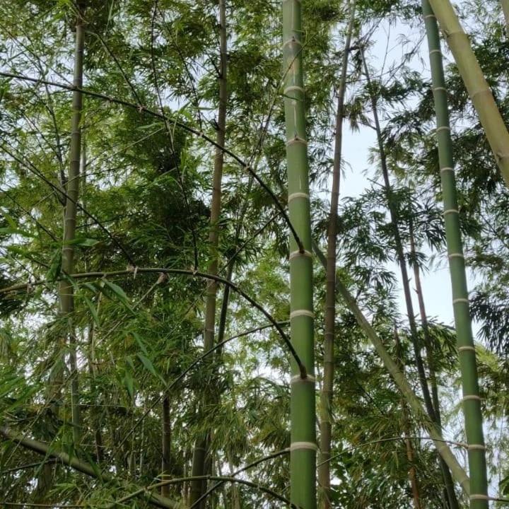 Finca Villa Hailey