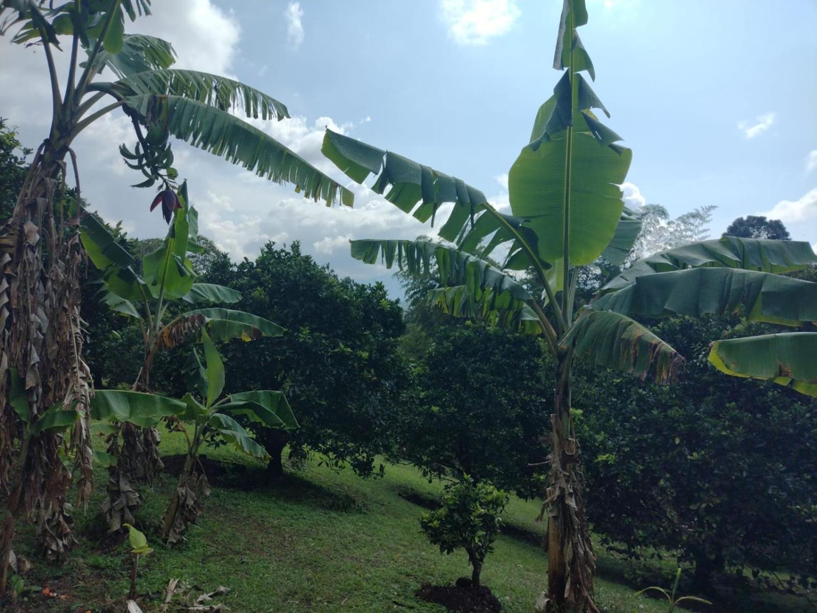 Finca Villa Hailey
