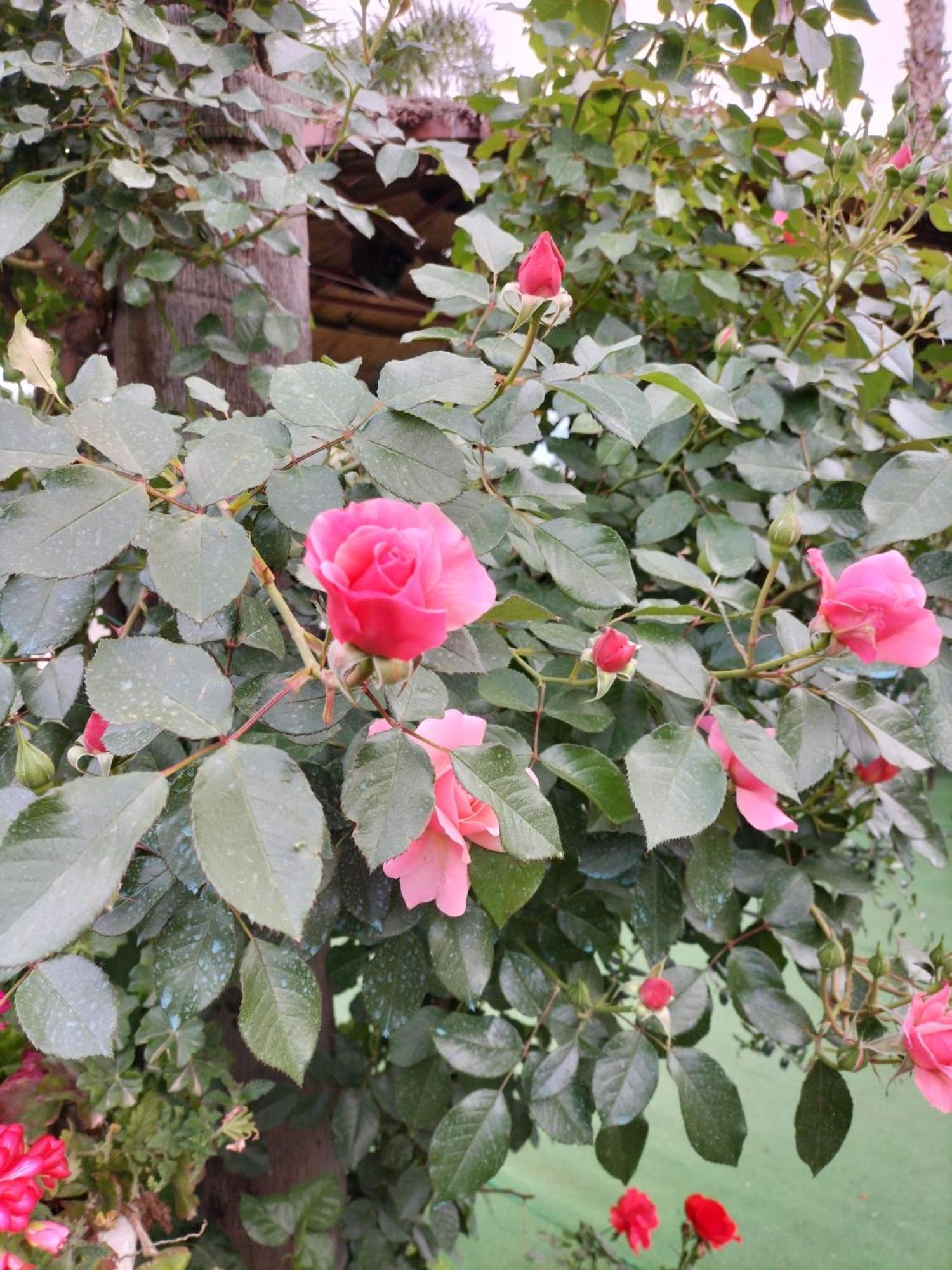 Photo 40