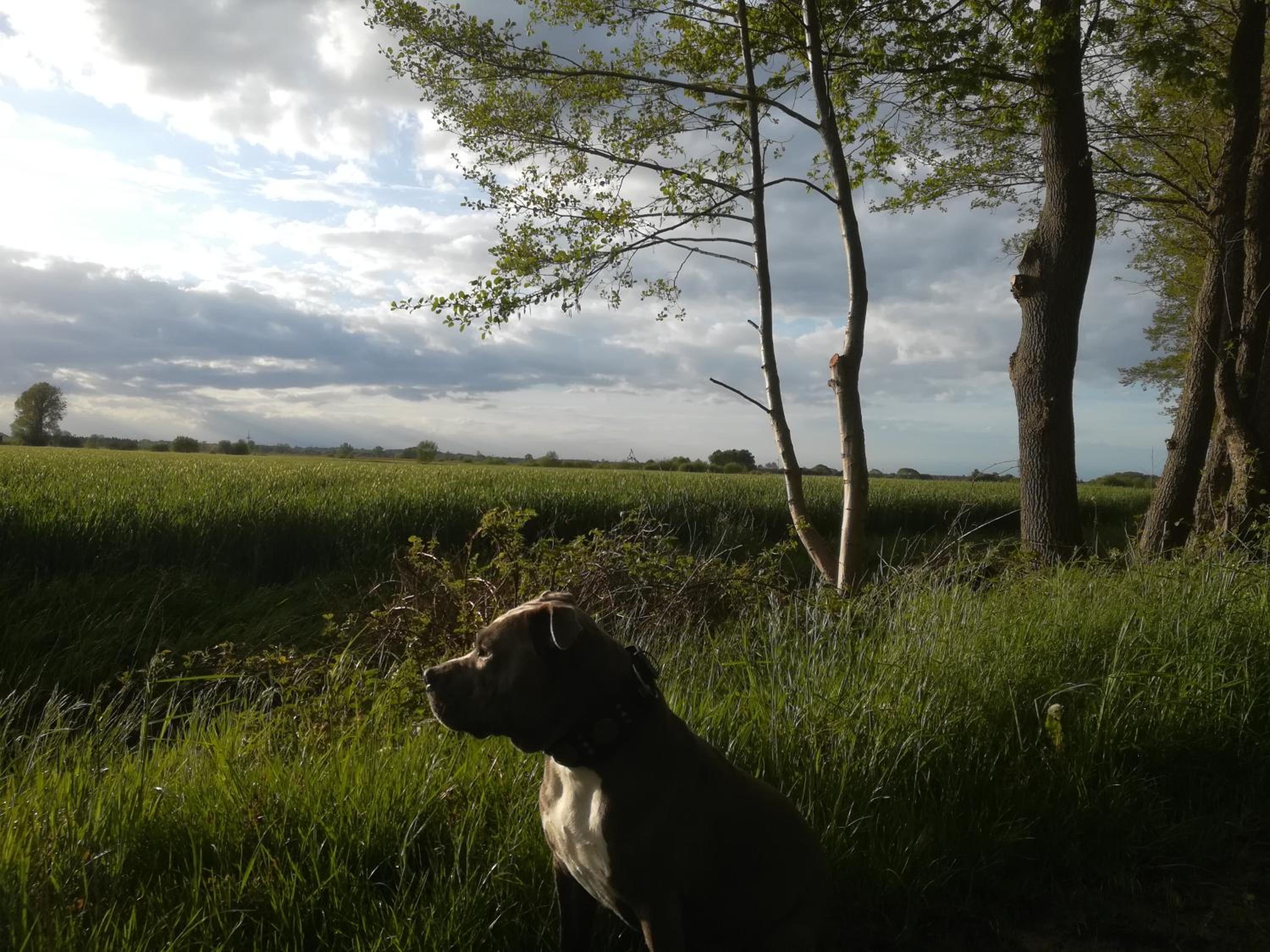 Litti view 4